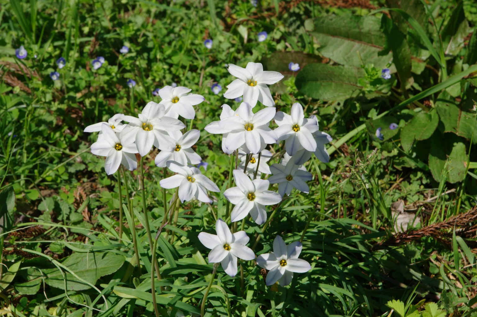 Groupe de fleurs blanches fleurissant parmi l'herbe verte