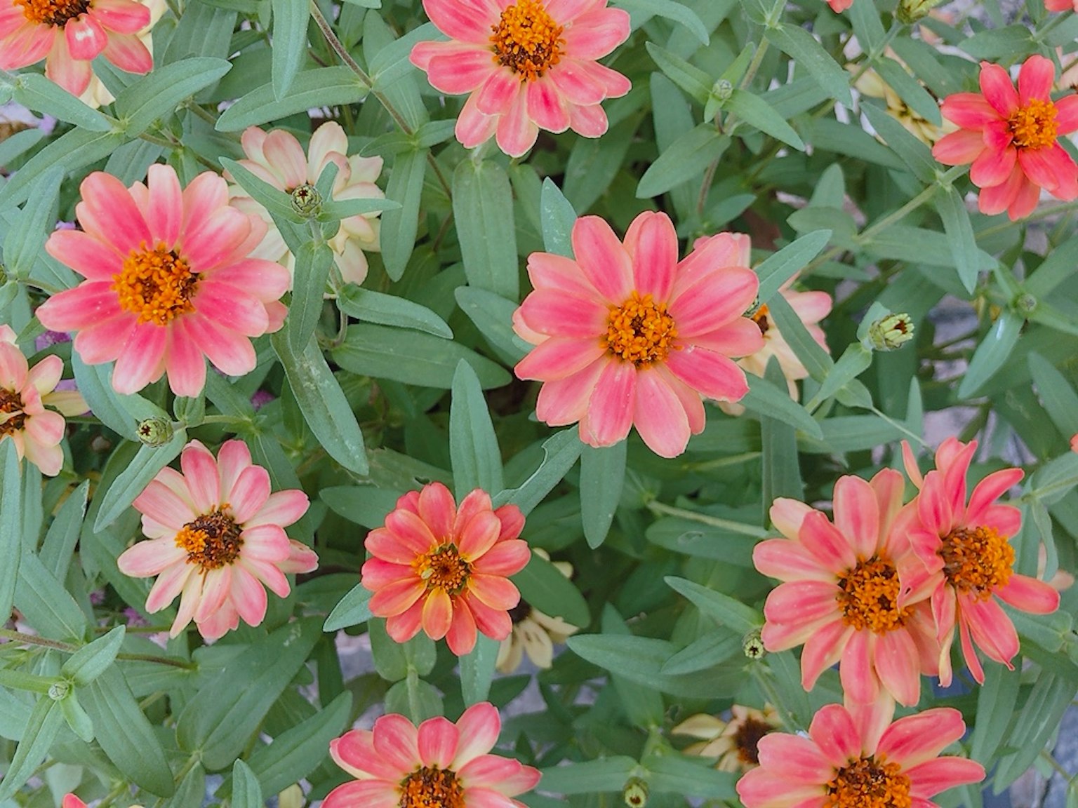Zinnie rosa che fioriscono tra foglie verdi in un vivace arrangiamento floreale