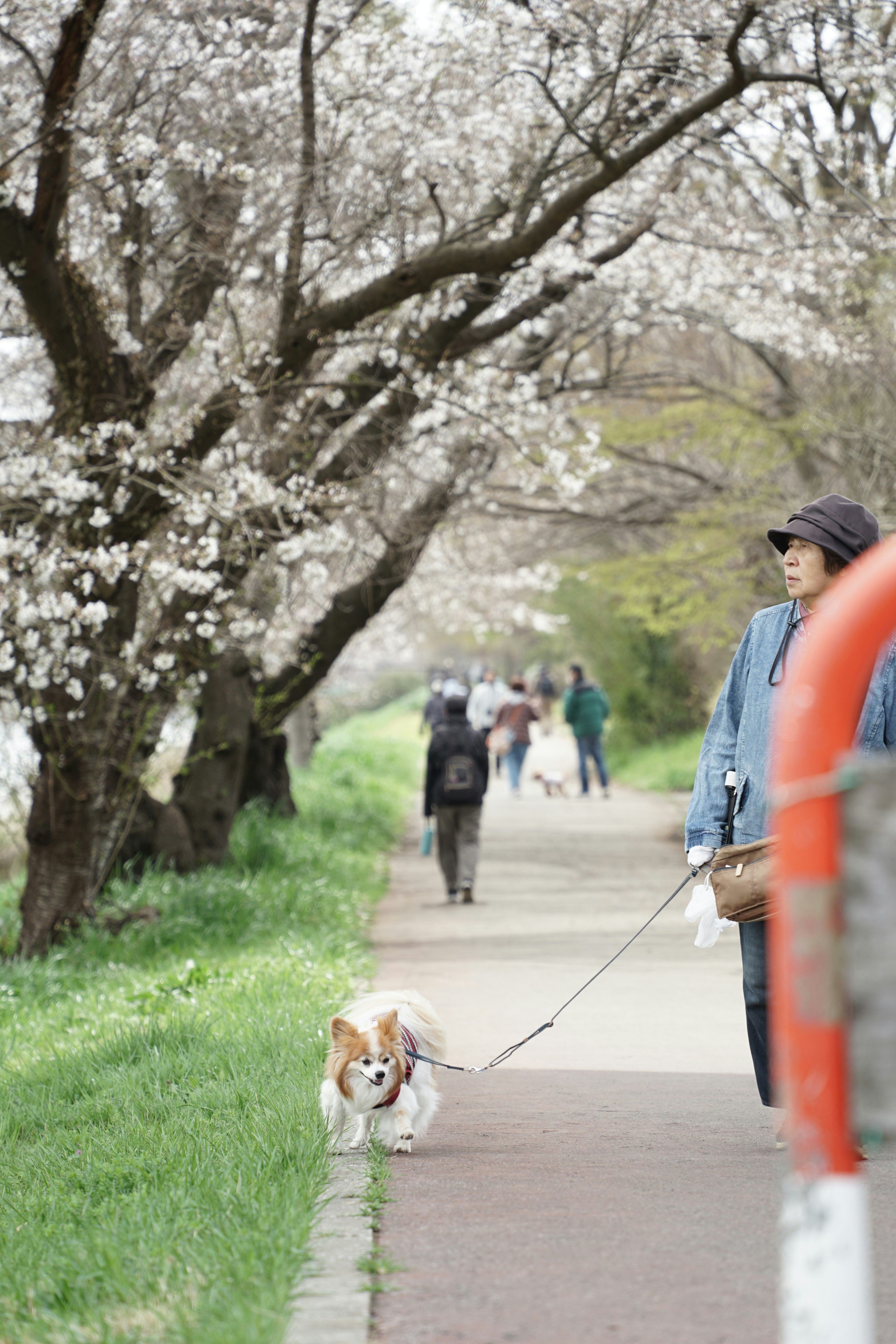 桜並木の遊歩道を散歩する犬と人々の気配