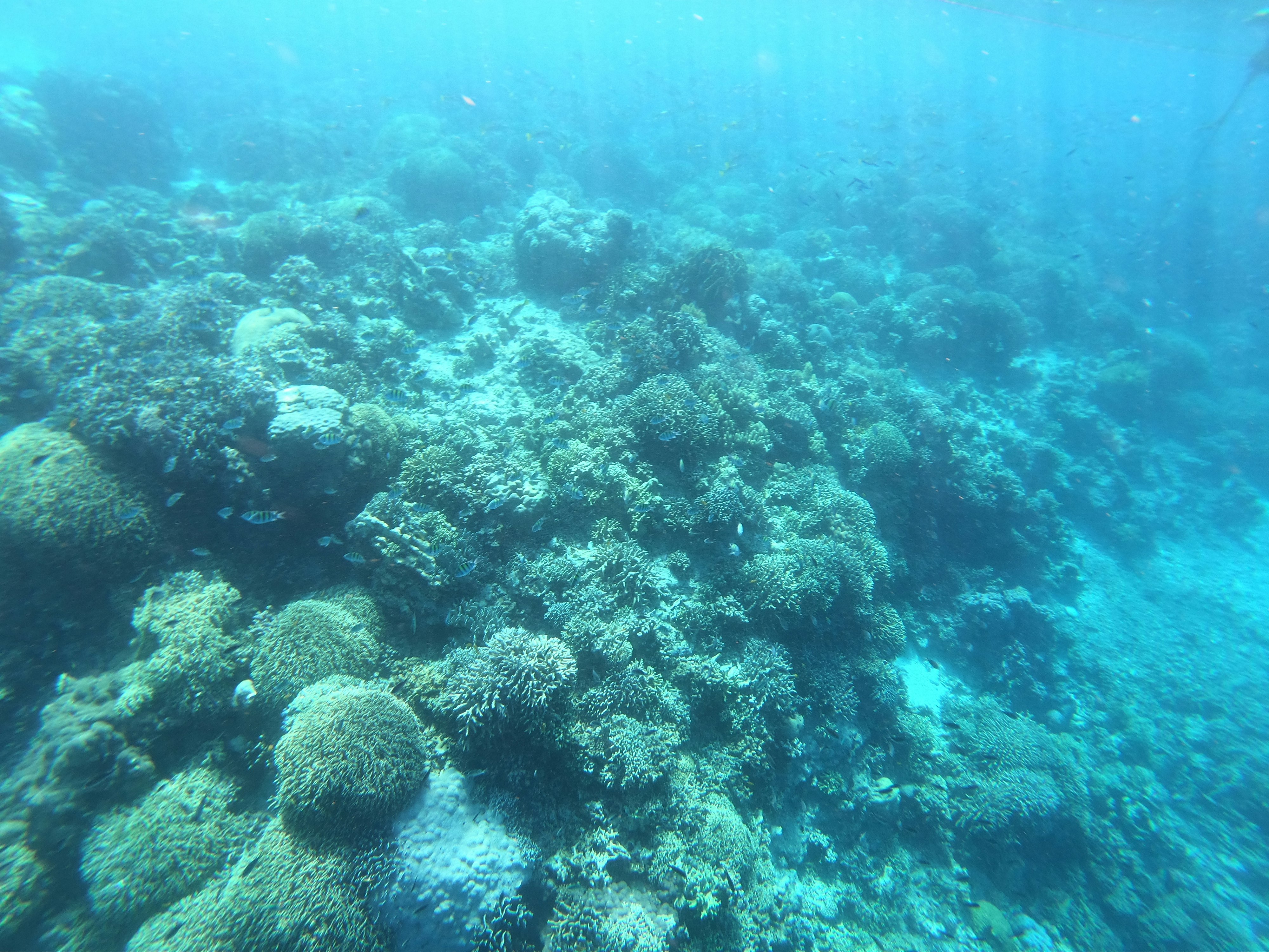 青い海の水中で広がるサンゴ礁の群生