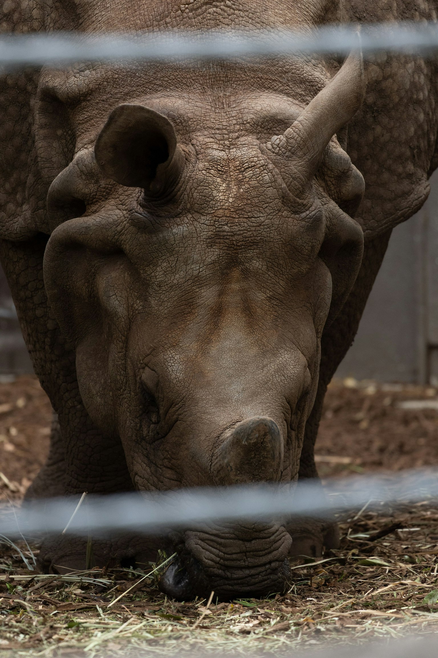 Close-up of a rhinoceros eating grass