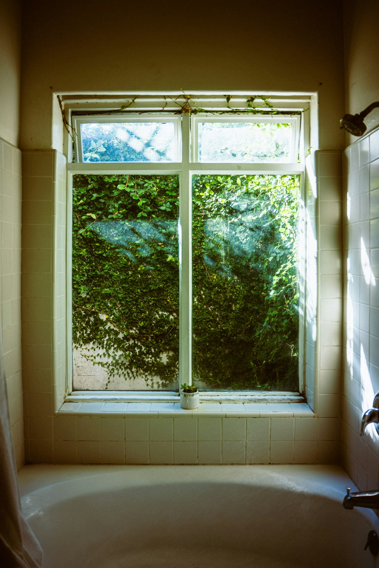 バスルームの窓から見える緑の植物が生い茂る風景