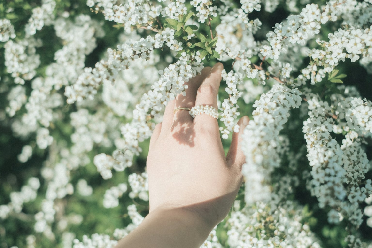 Una mano alcanzando a tocar flores blancas en un entorno natural