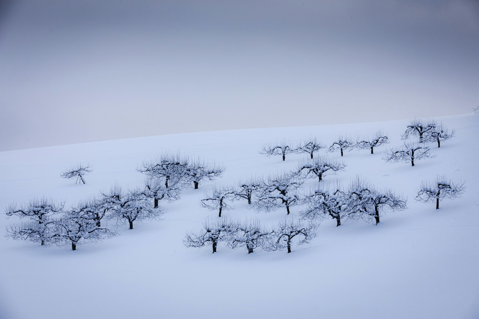 雪に覆われた木々の景色と静寂