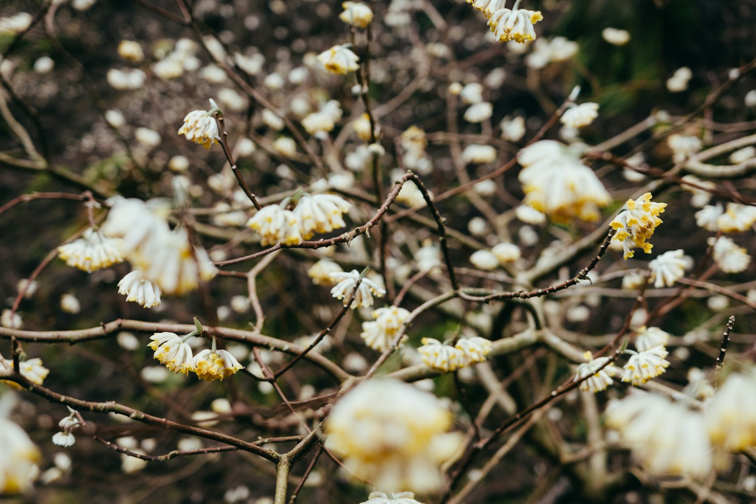 Gros plan sur des branches avec des fleurs blanches et une ambiance lumineuse douce