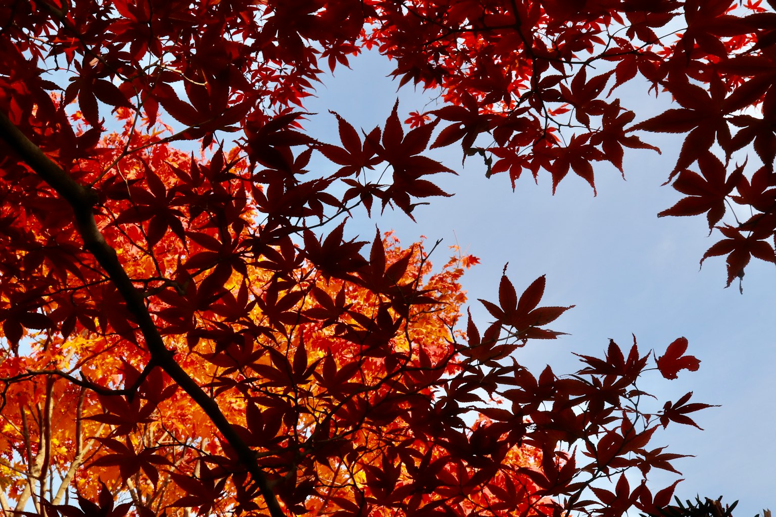 Daun maple merah dan oranye yang cerah menyebar melawan langit
