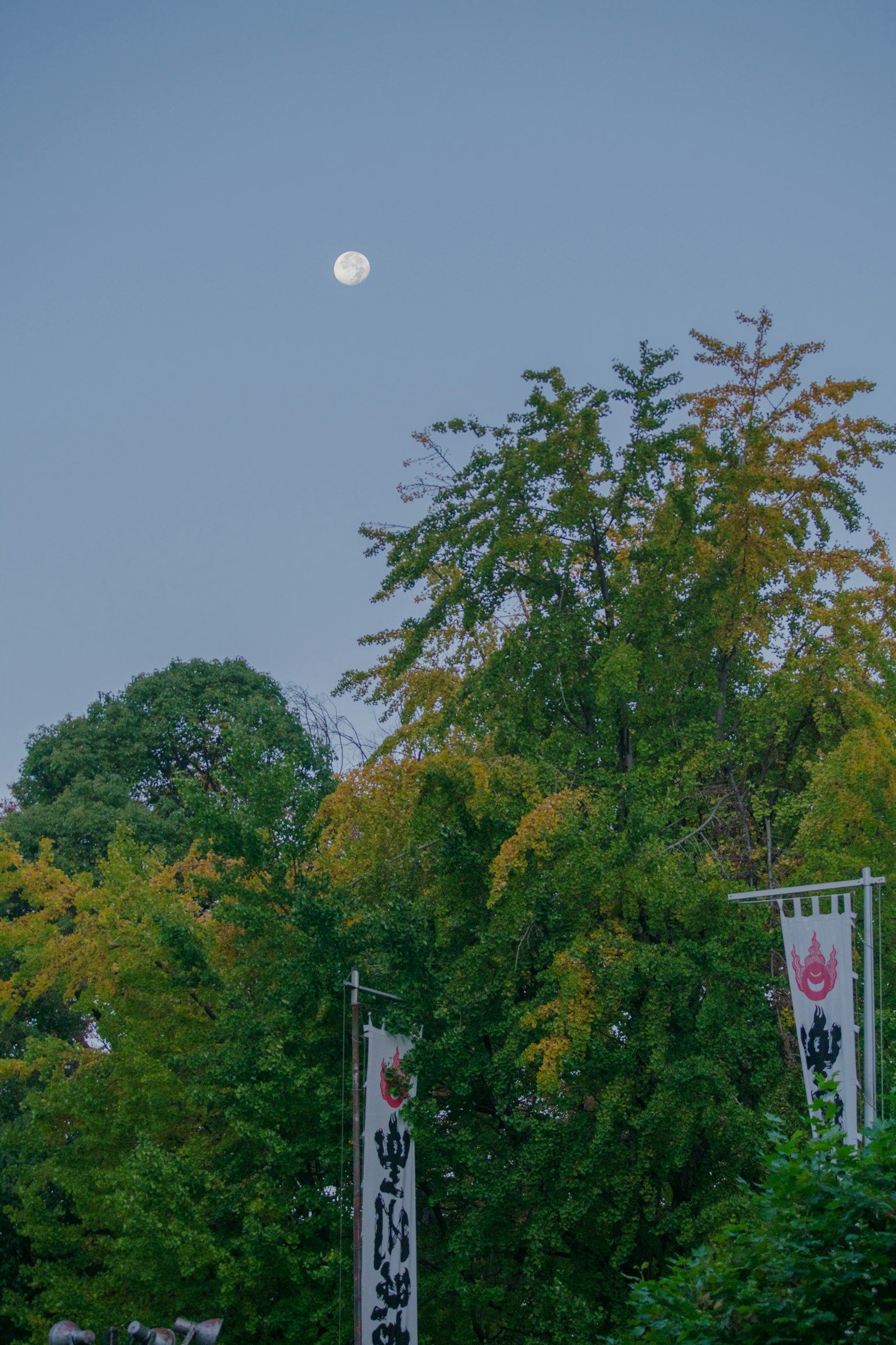 Moon in the sky with colorful trees