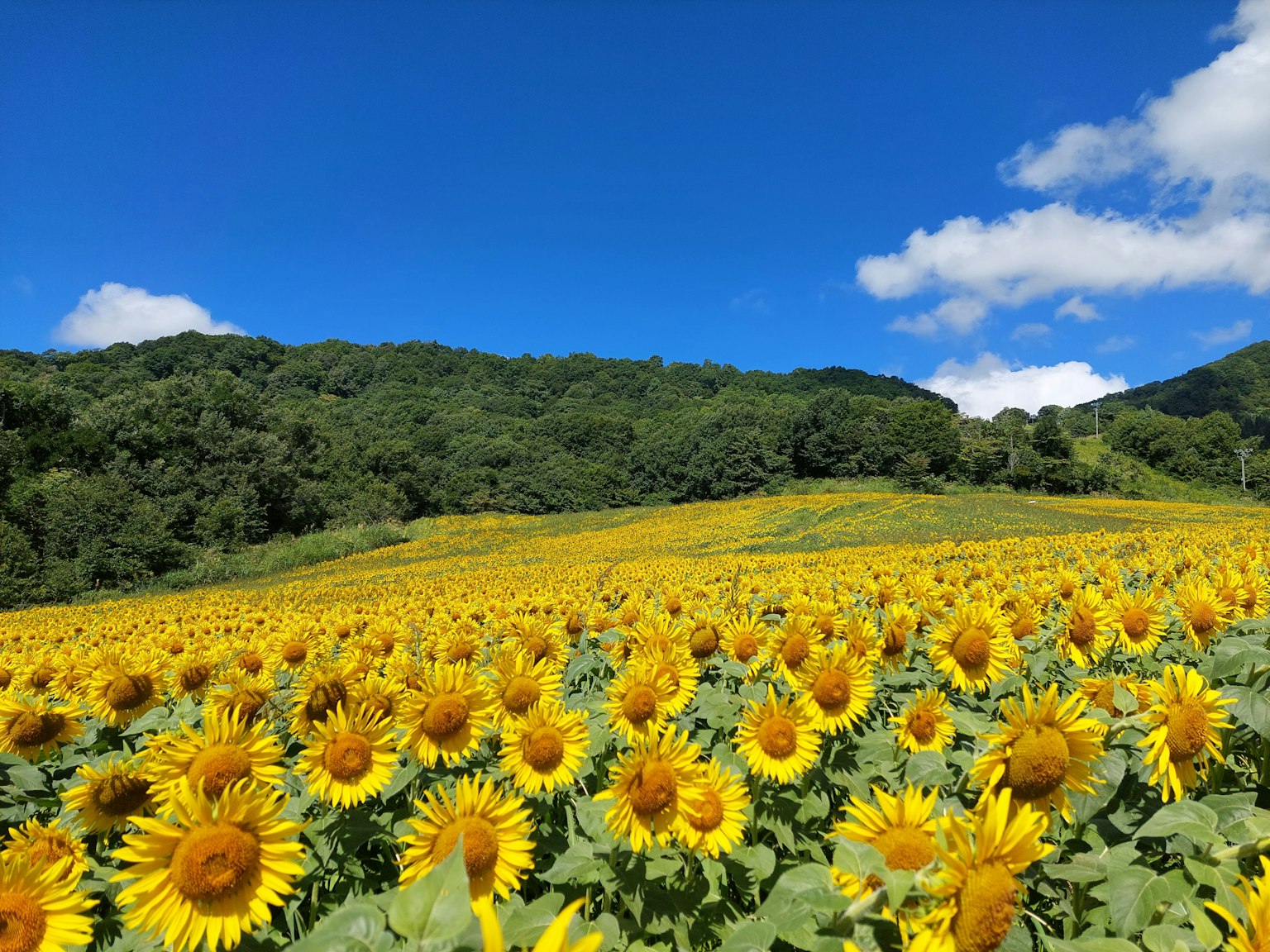 Un campo di girasoli sotto un cielo blu con colline verdi sullo sfondo