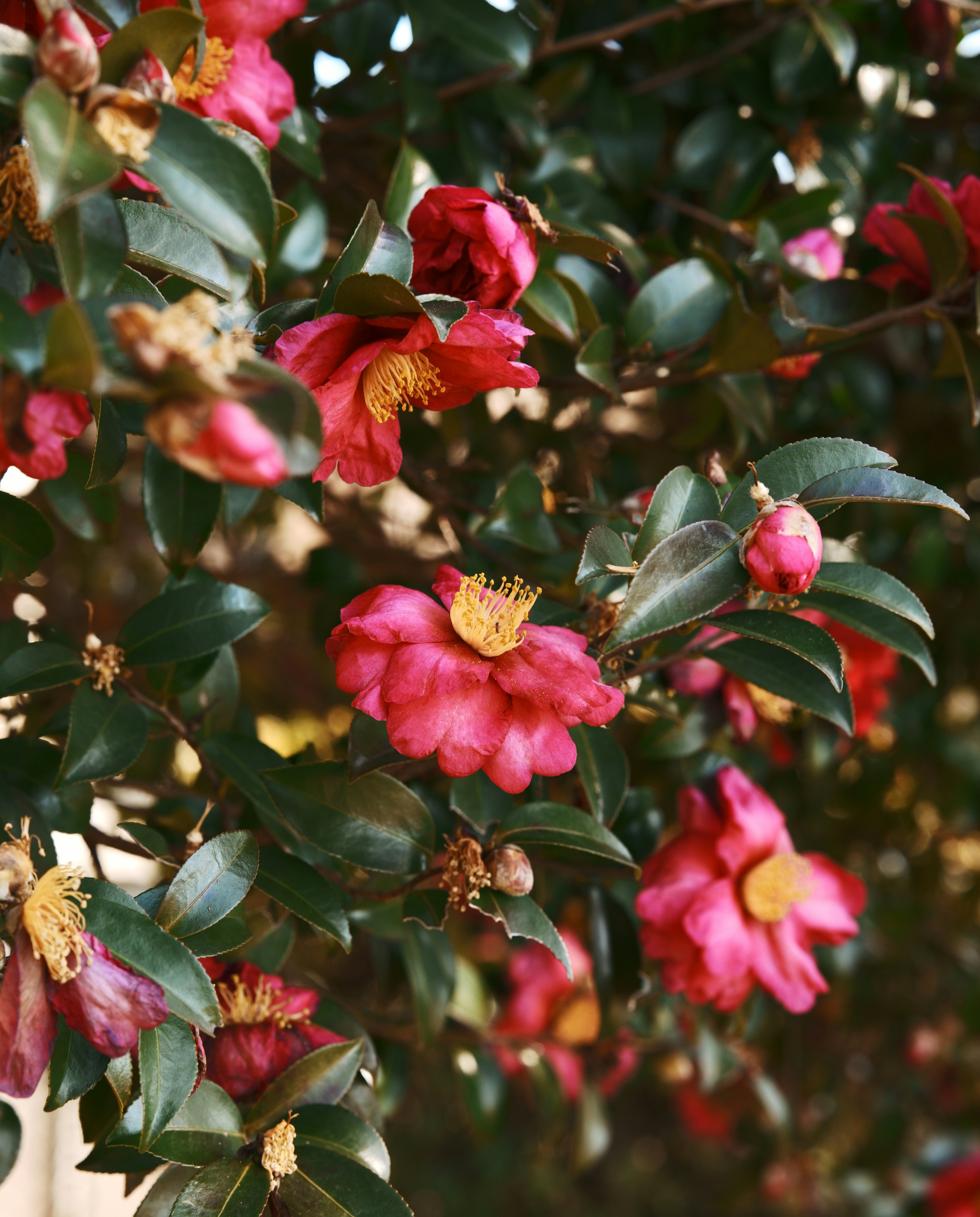花びらが鮮やかな椿の花と葉のクローズアップ