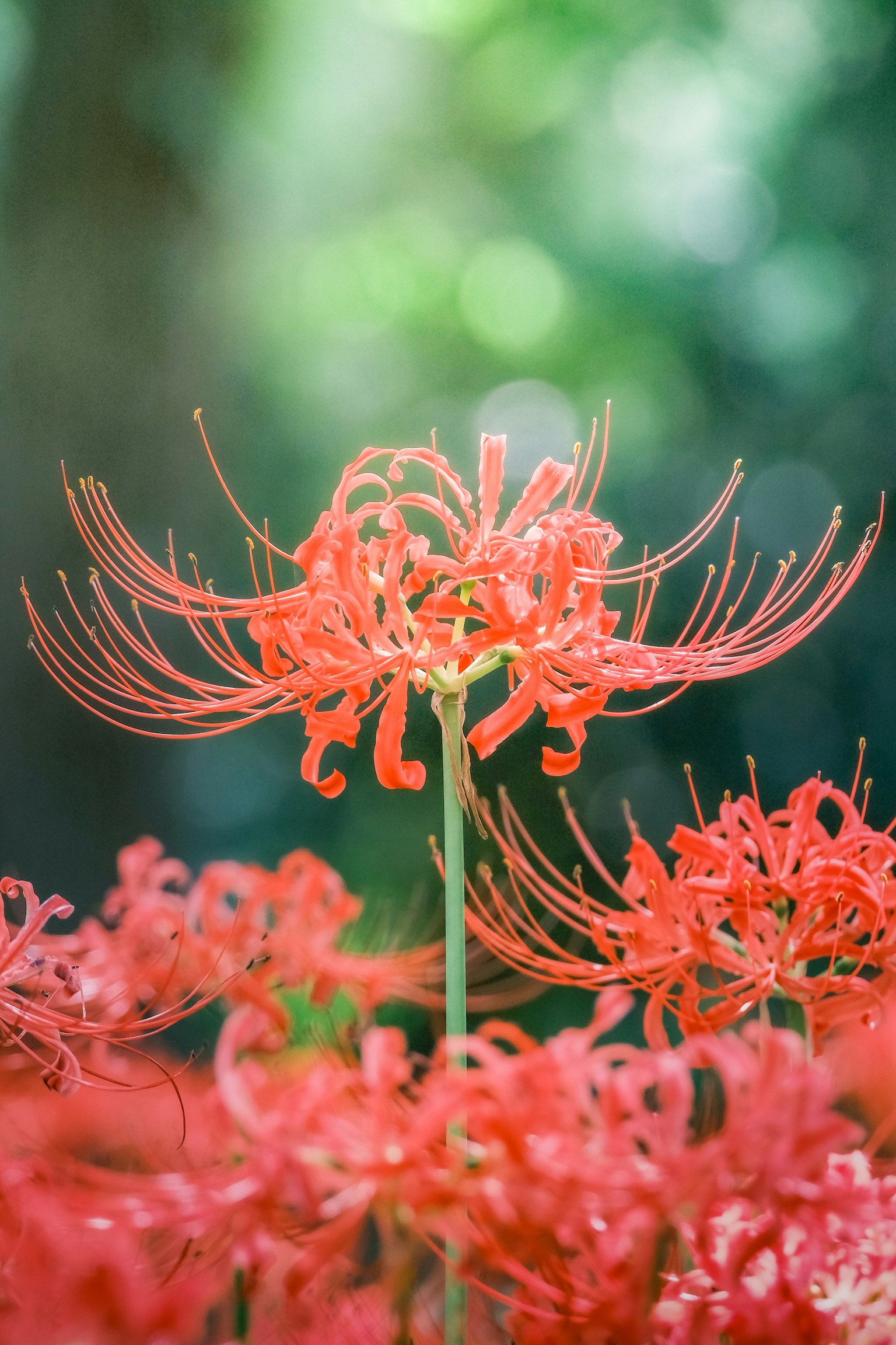 ดอกลิลลี่แมงมุมสีแดงสดในบานกับพื้นหลังสีเขียวเบลอ