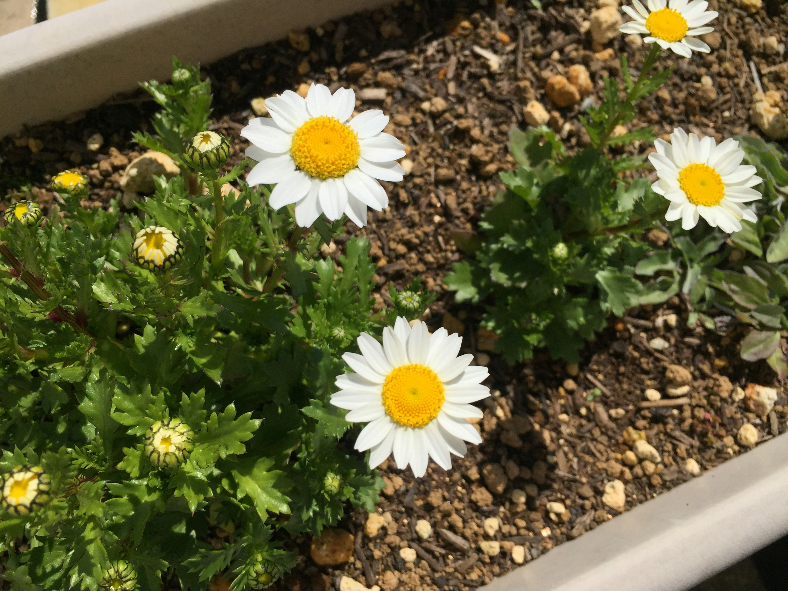 鉢植えのカンシロギクと白い花が咲く花壇の土