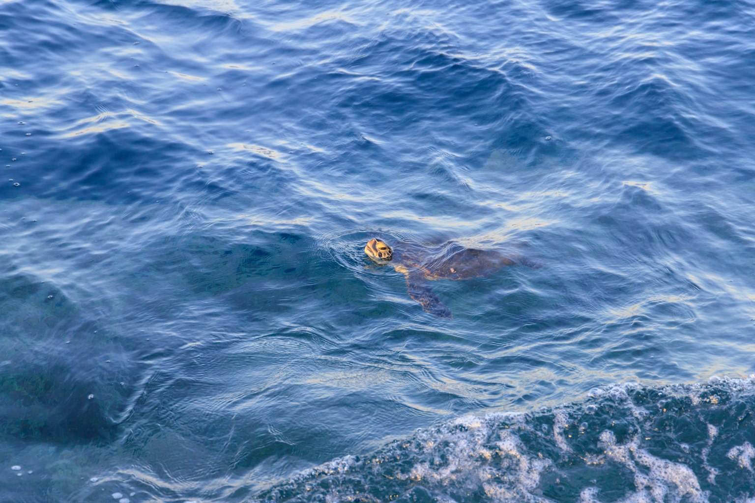 Una tortuga nadando en el agua azul del océano