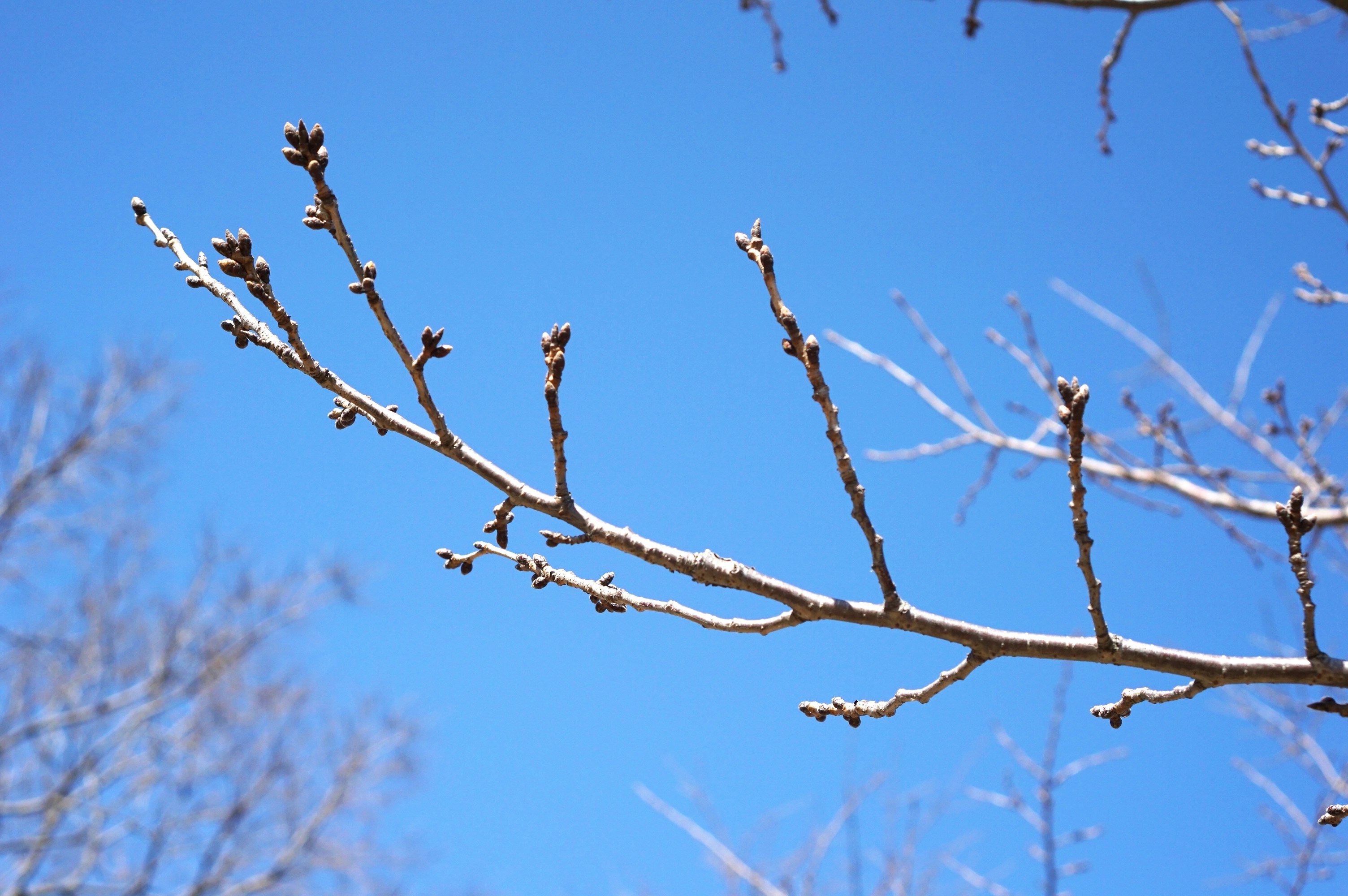 ramas de árbol de invierno con pequeños brotes sobre un cielo azul