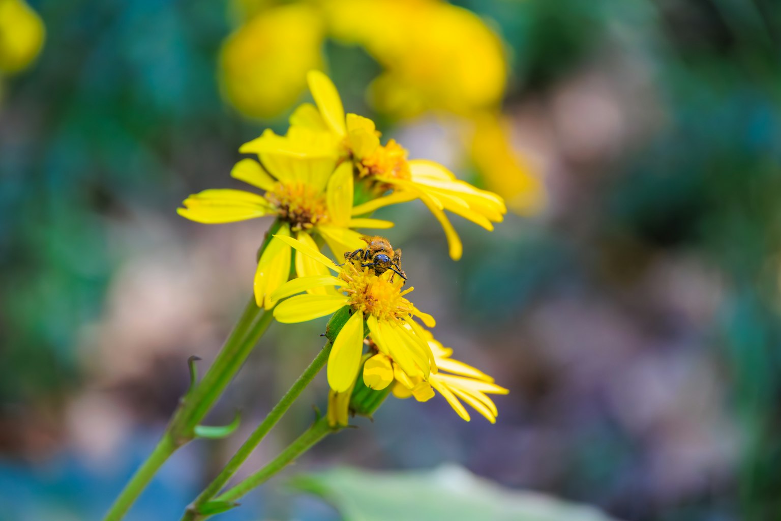 Gros plan de fleurs jaunes avec un petit insecte sur les pétales