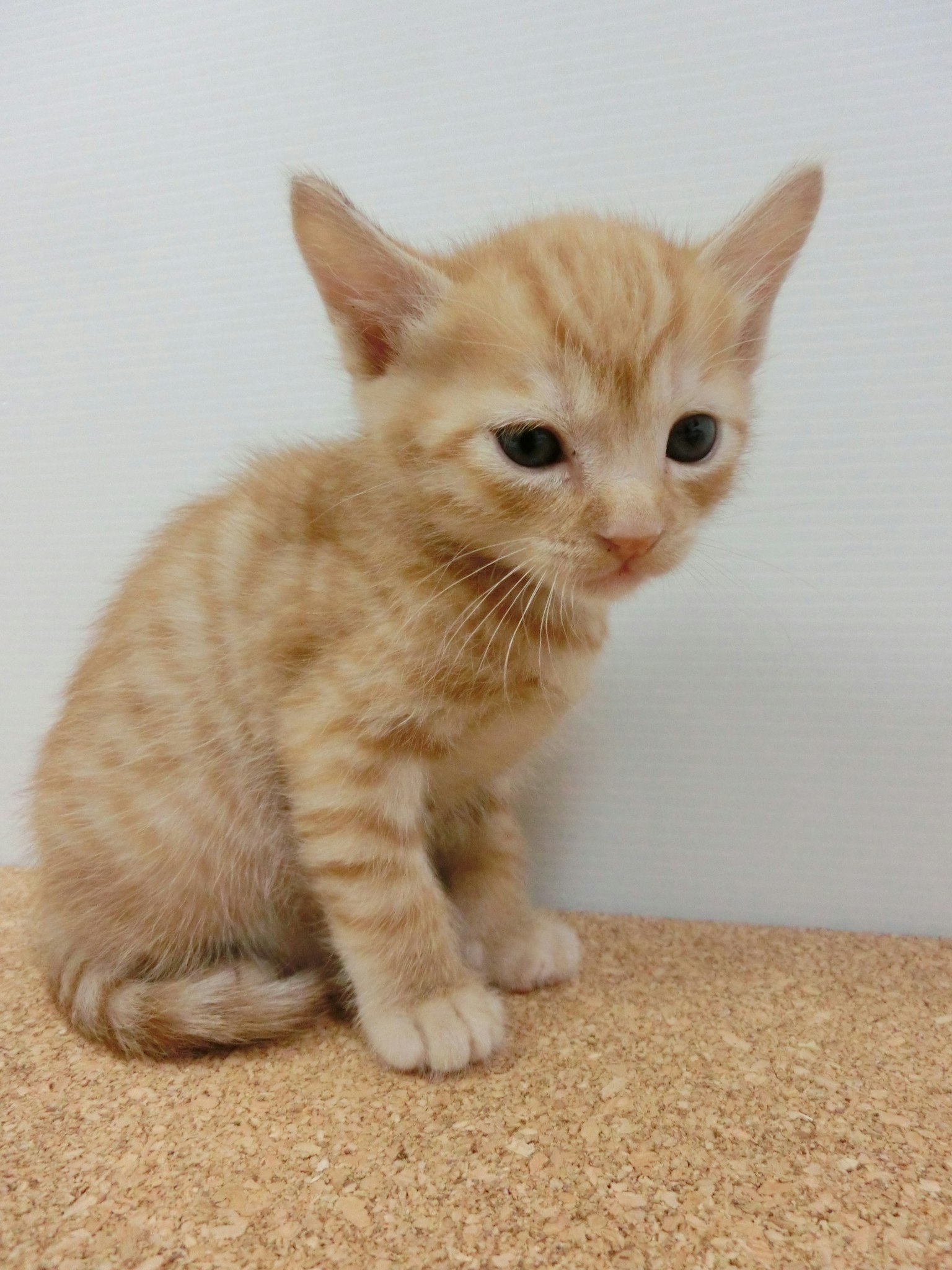 Un pequeño gatito atigrado naranja sentado adorablemente sobre una superficie de corcho