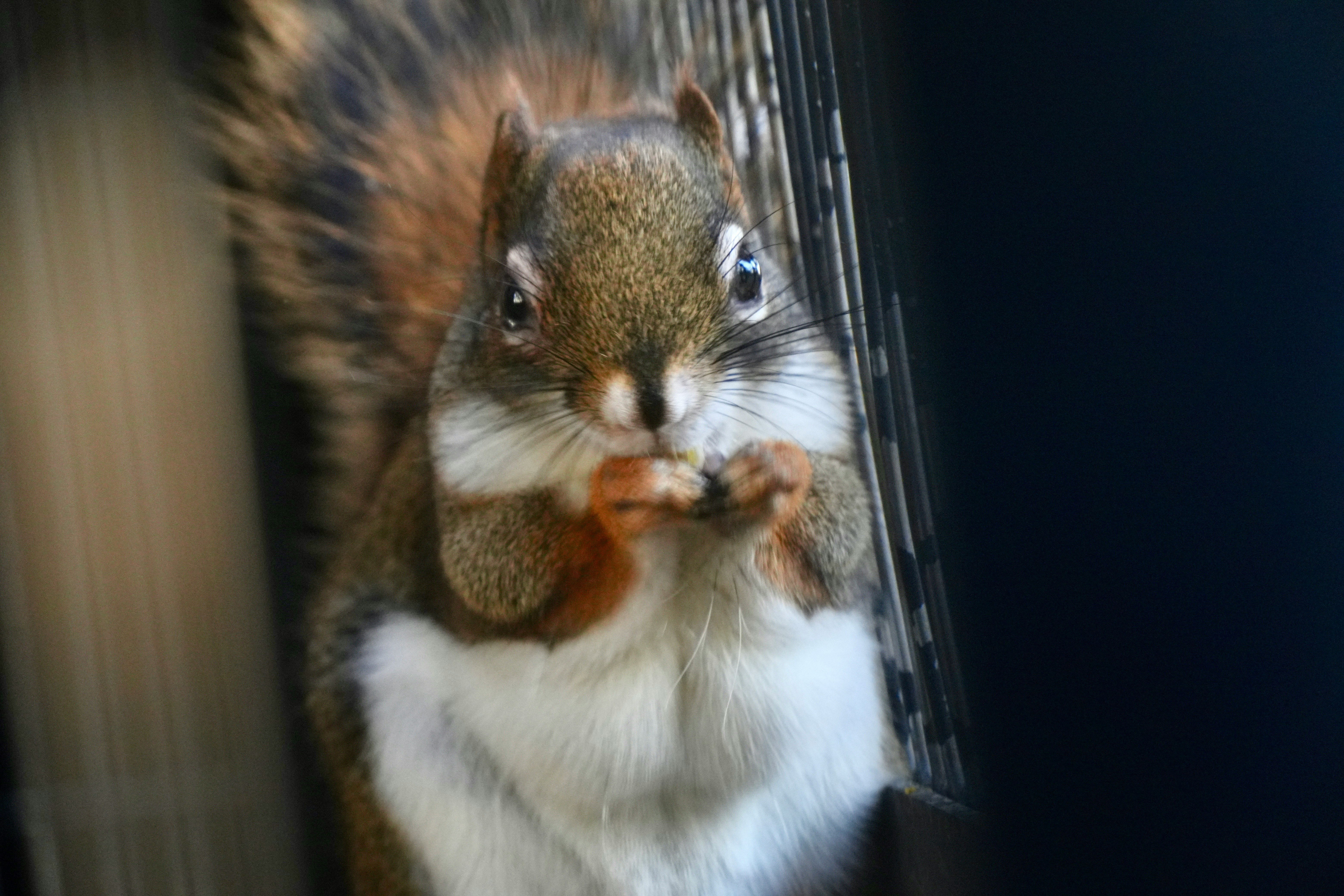 Un piccolo animale tipo scoiattolo appollaiato in una fessura della gabbia, che guarda verso la camera