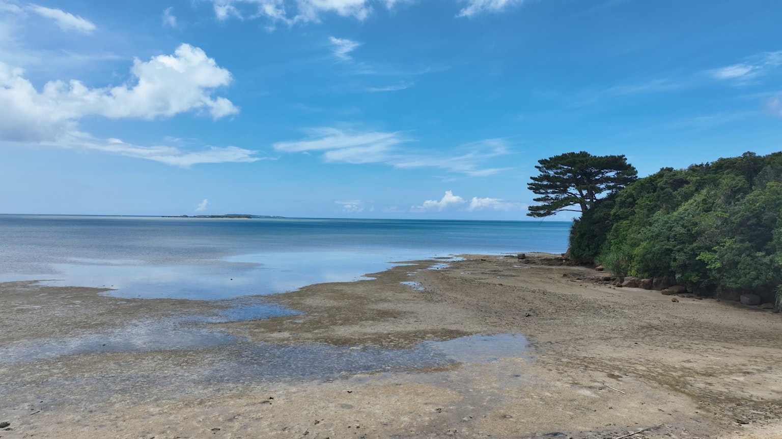 Scenic view of a blue sky and calm sea with a beach and tidal flat a large tree on the left