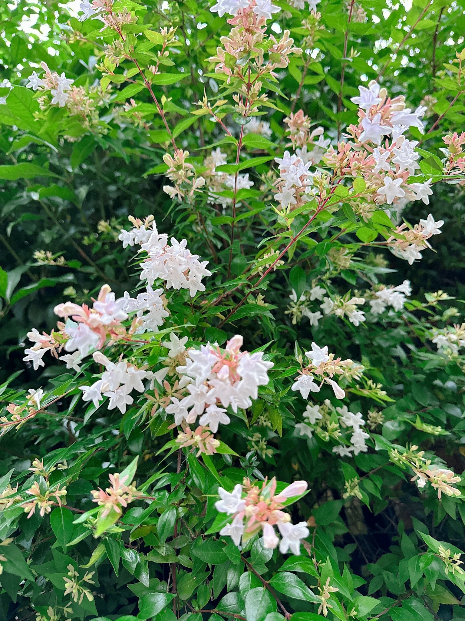 綠色背景上的白色和粉紅色花朵特寫