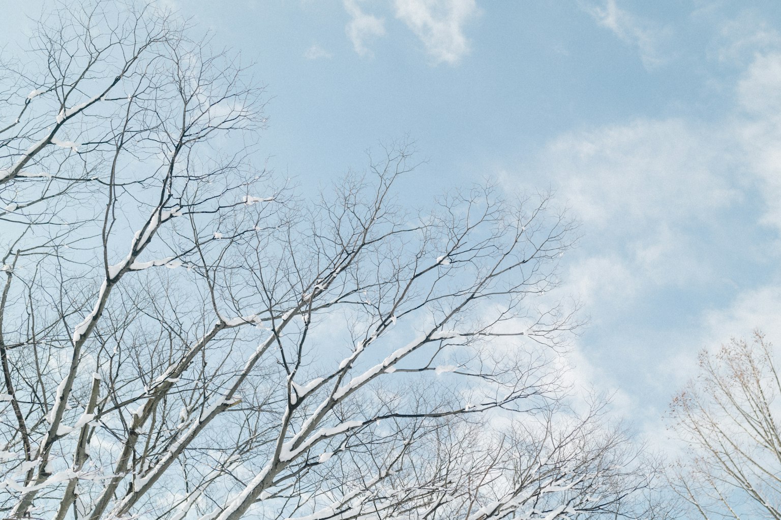 Rami di alberi coperti di neve contro un cielo blu