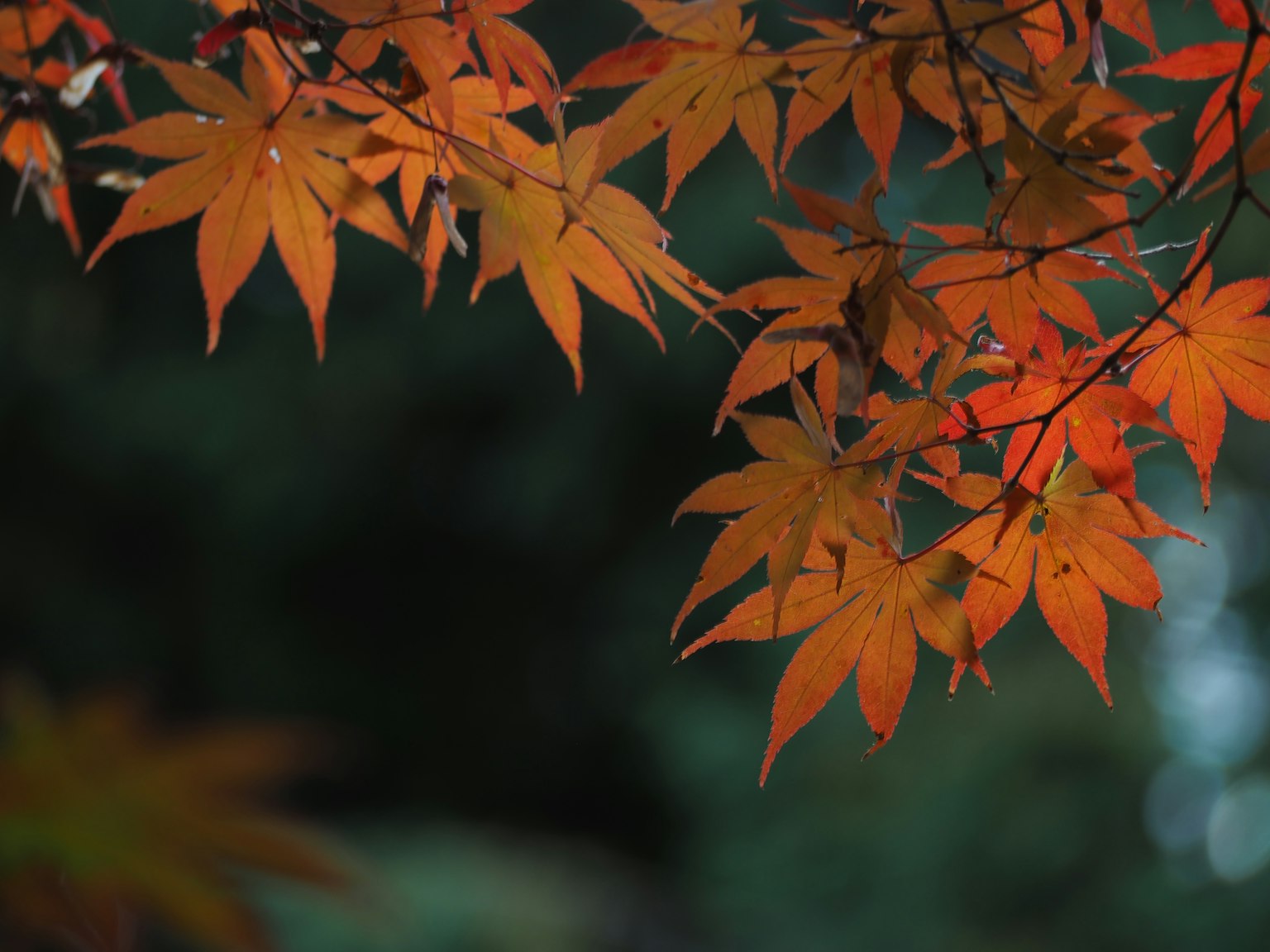 Ahornblätter in lebhaften Herbstfarben vor einem dunklen Hintergrund