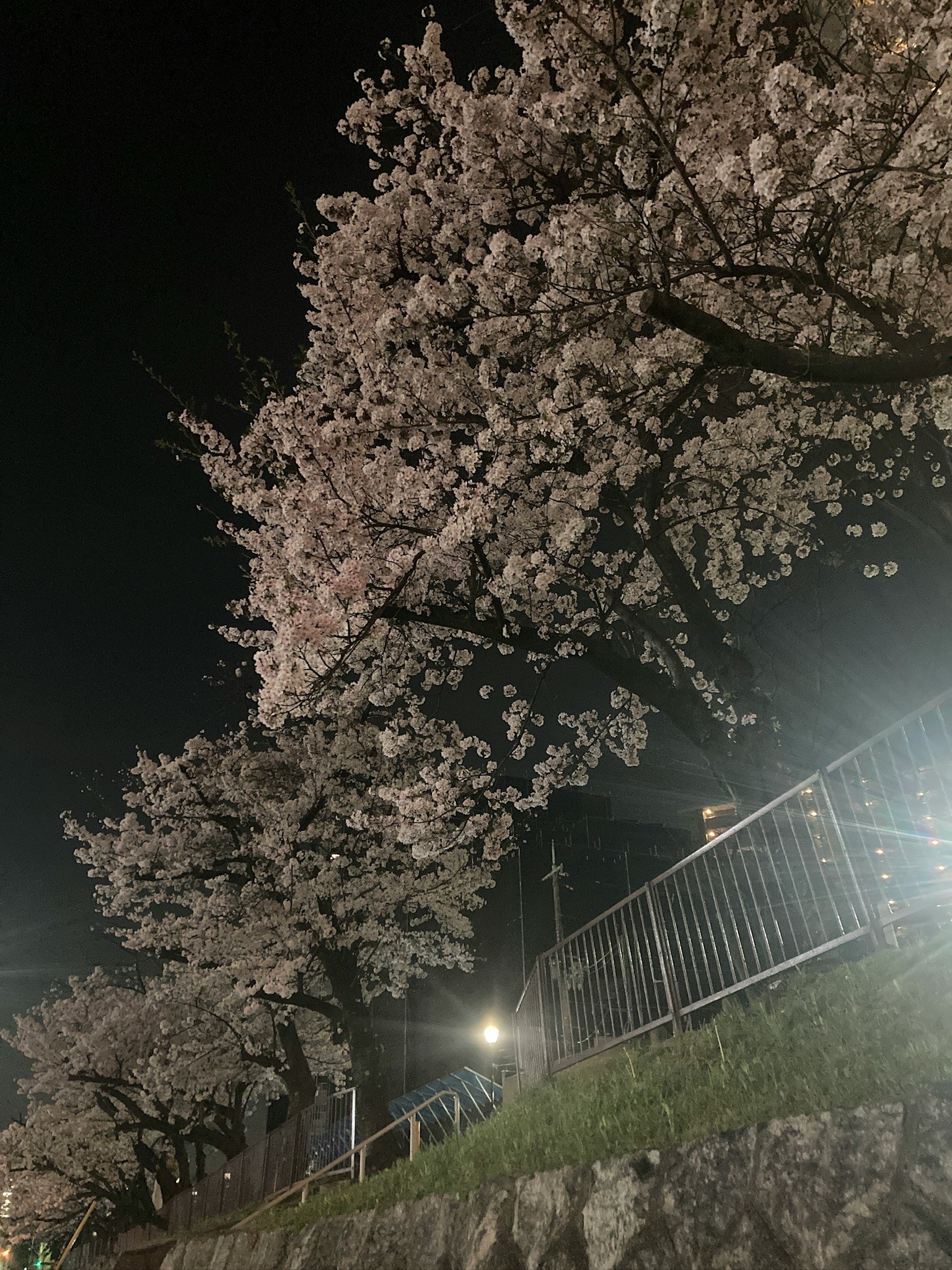 夜の桜並木と石段のライトアップ