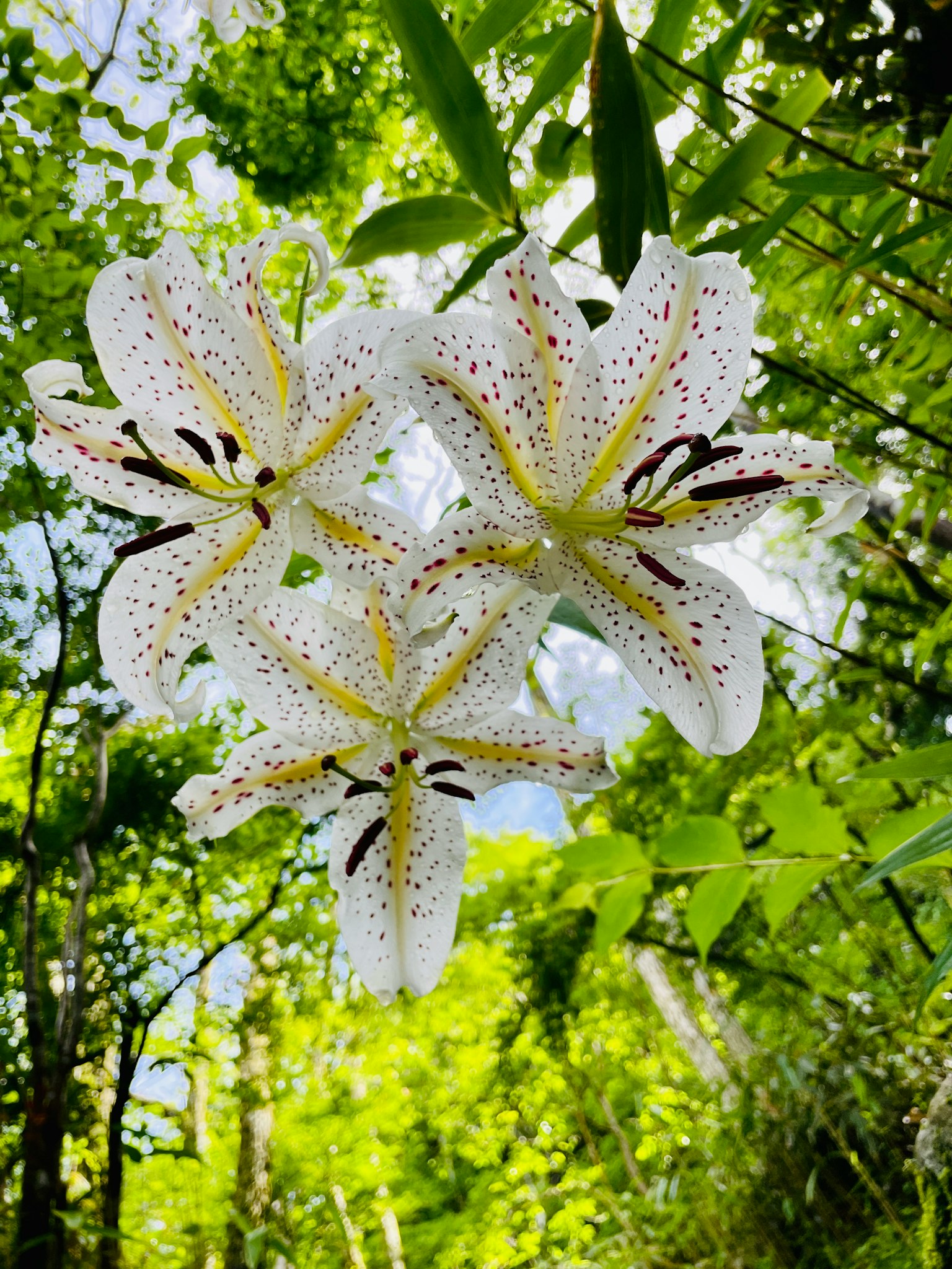 White lily flowers blooming among green leaves