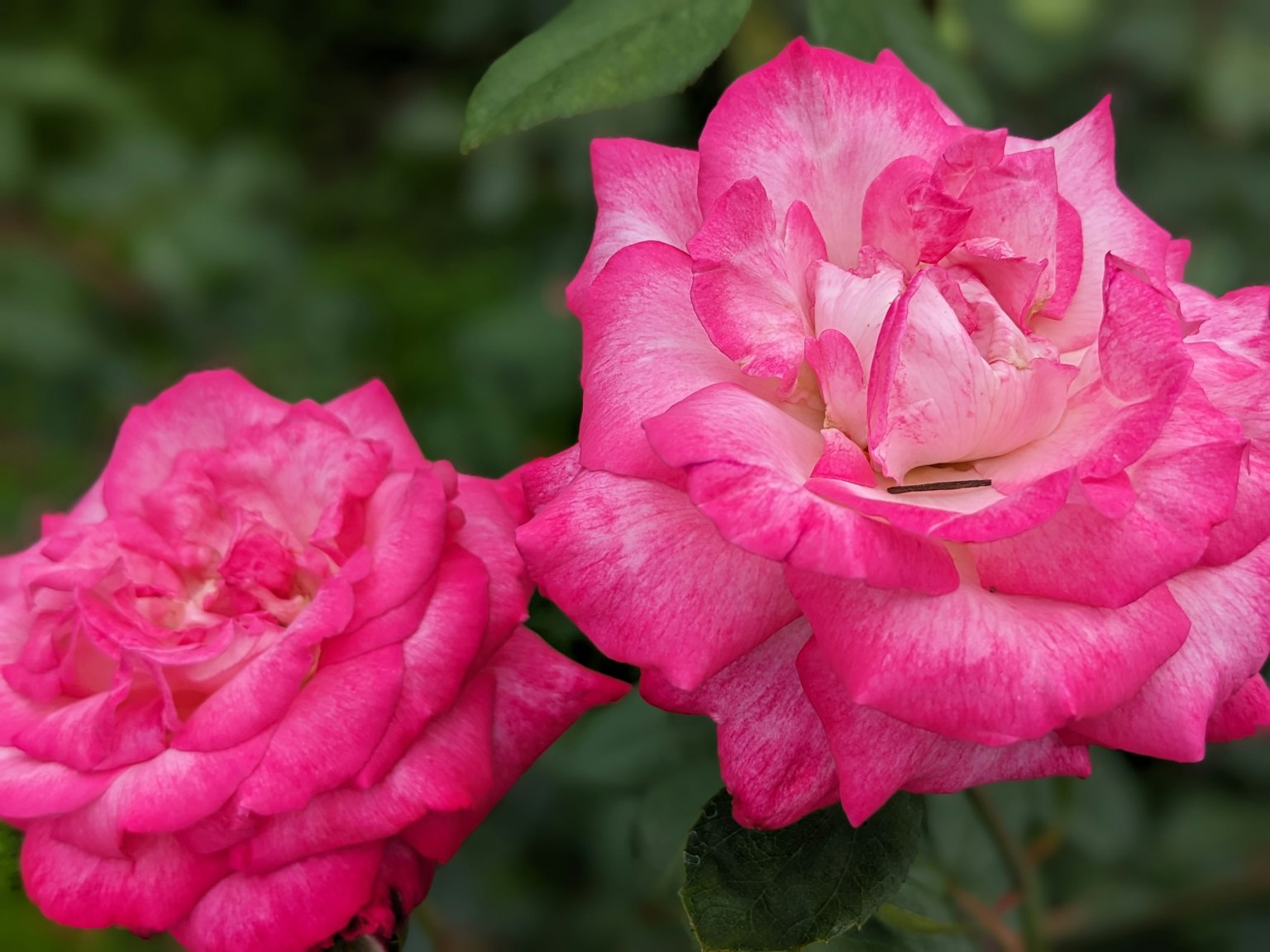 Due rose rosa vibranti in fiore con foglie verdi