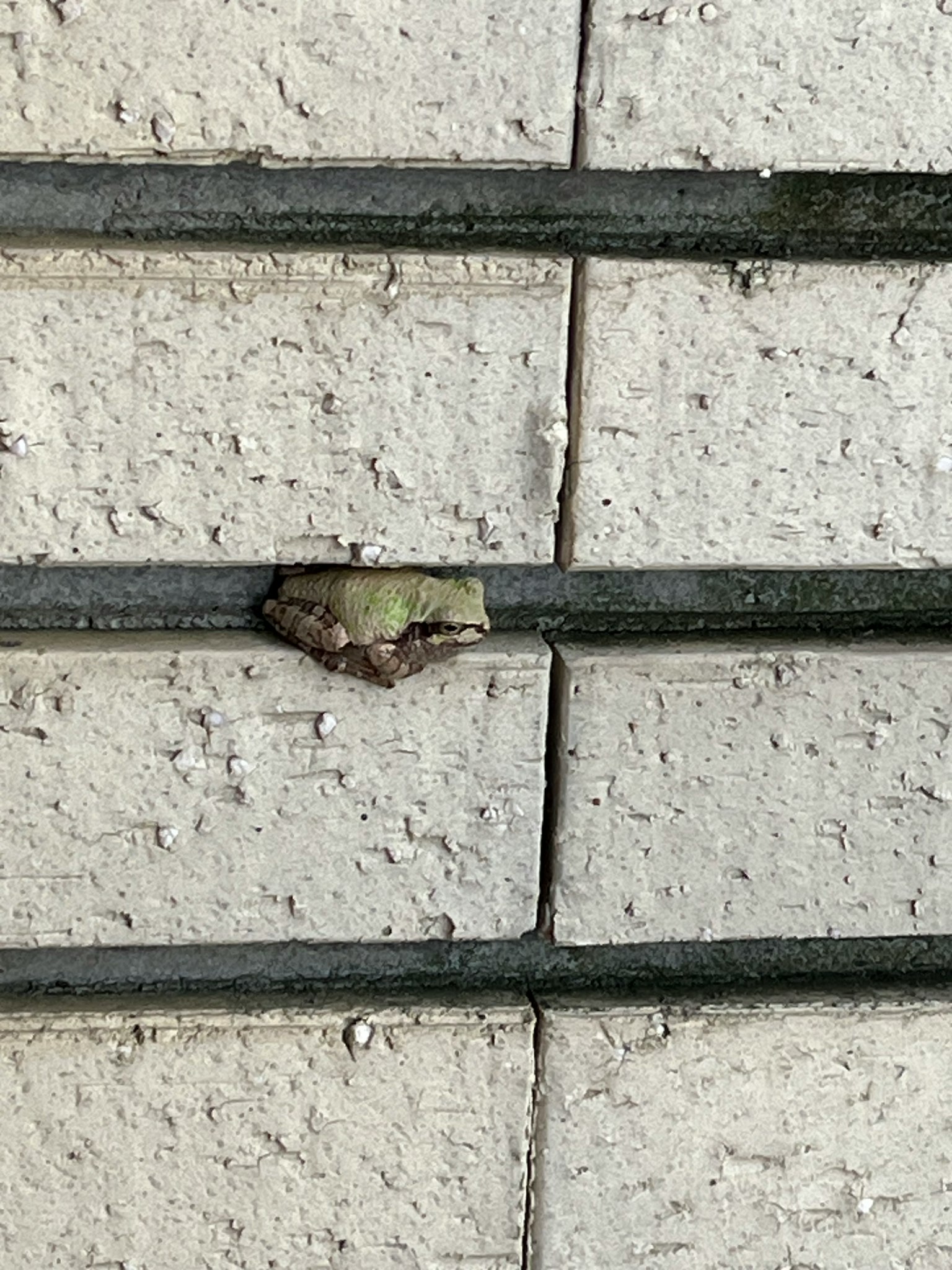 Seekor katak kecil bersarang di celah bata putih
