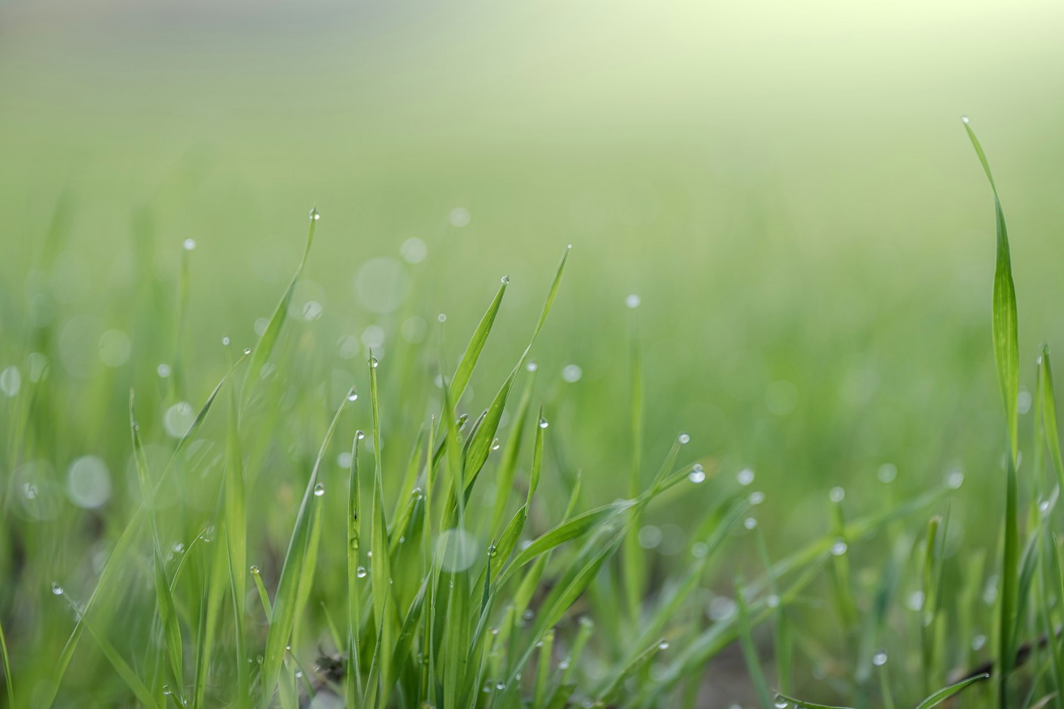 Nahaufnahme von grünem Gras mit Morgentau