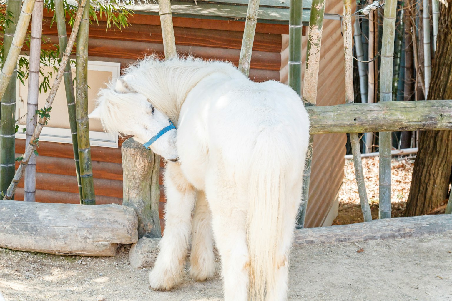A white pony standing near a wooden fence