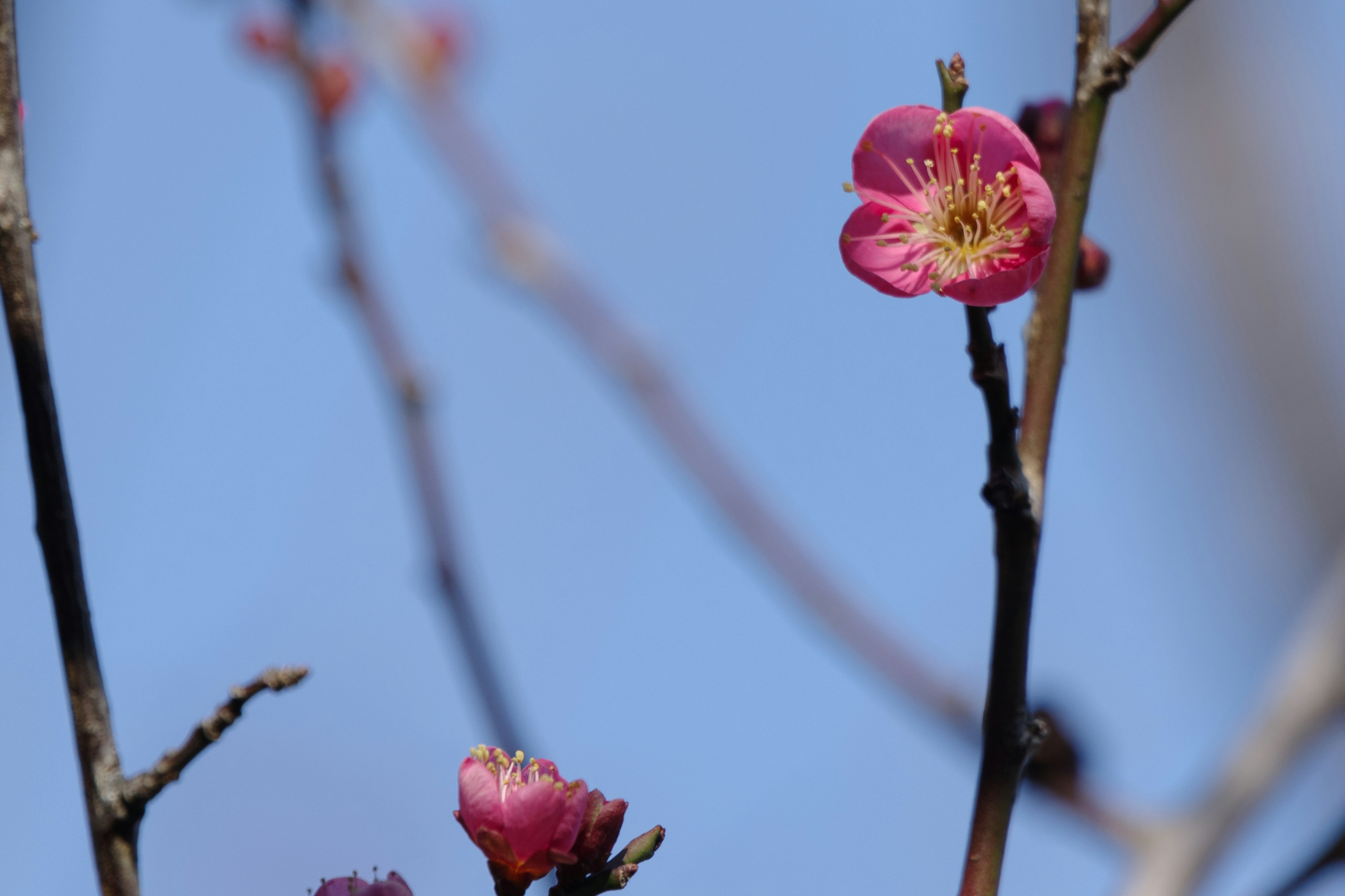 close-up bunga plum berwarna pink dengan langit biru