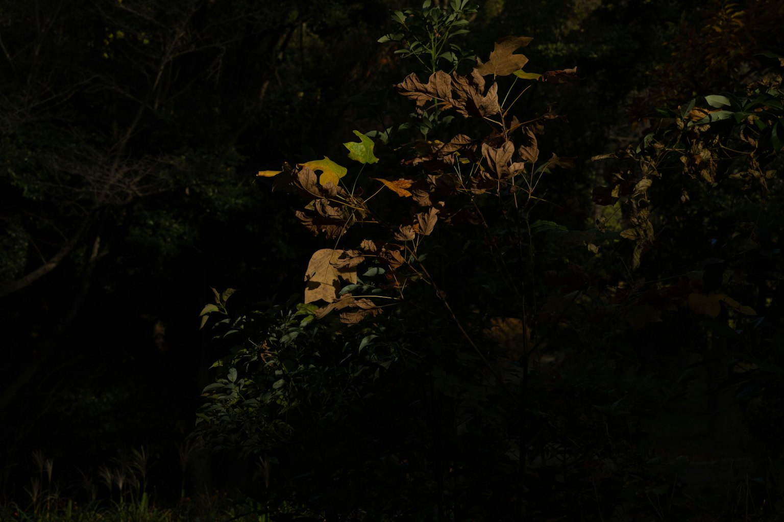 Scène naturelle avec des feuilles vertes et jaunes sur fond sombre