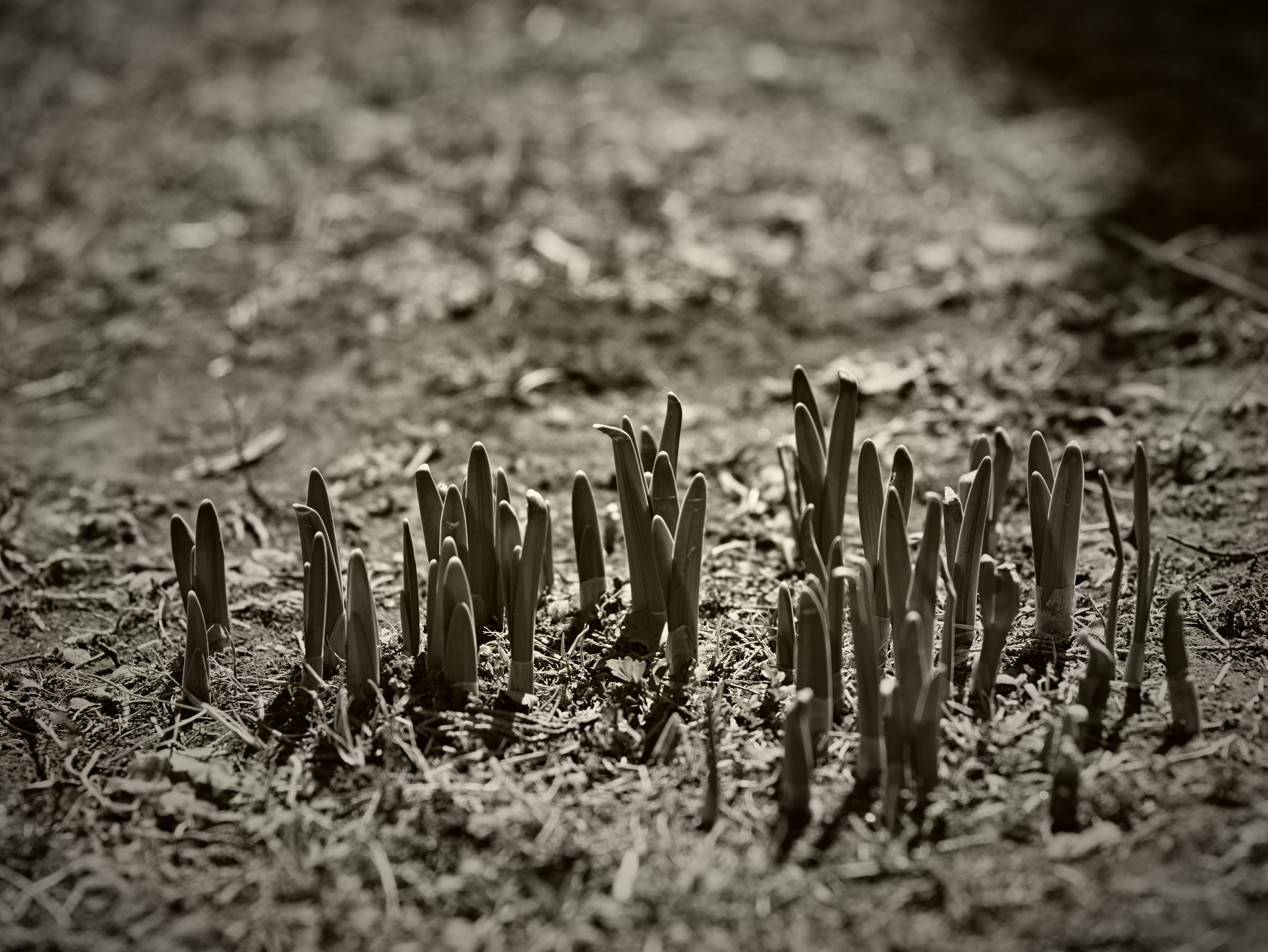 small sprouts lined up in soil