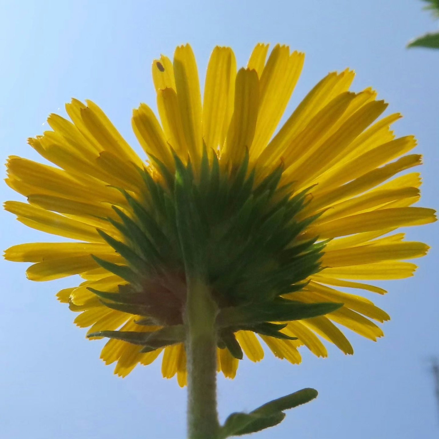 Foto einer gelben Blume von unten gegen einen blauen Himmel