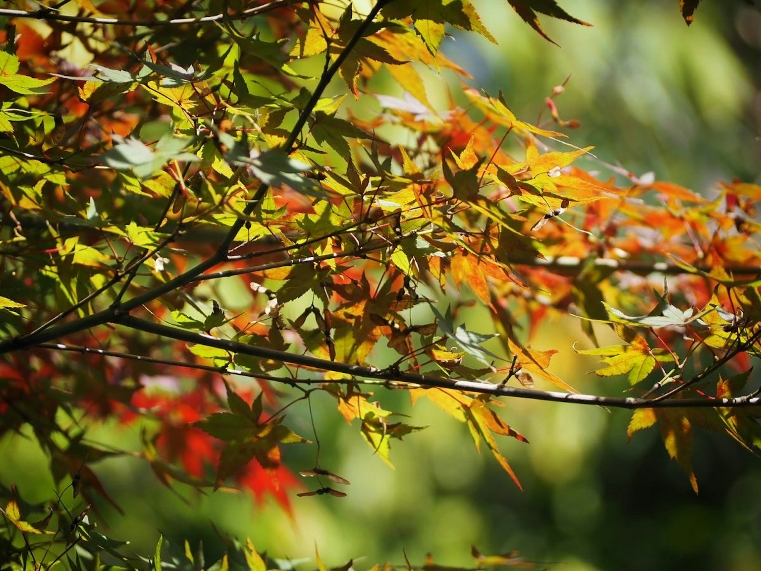 Gros plan sur des feuilles colorées sur une branche dans un paysage d'automne
