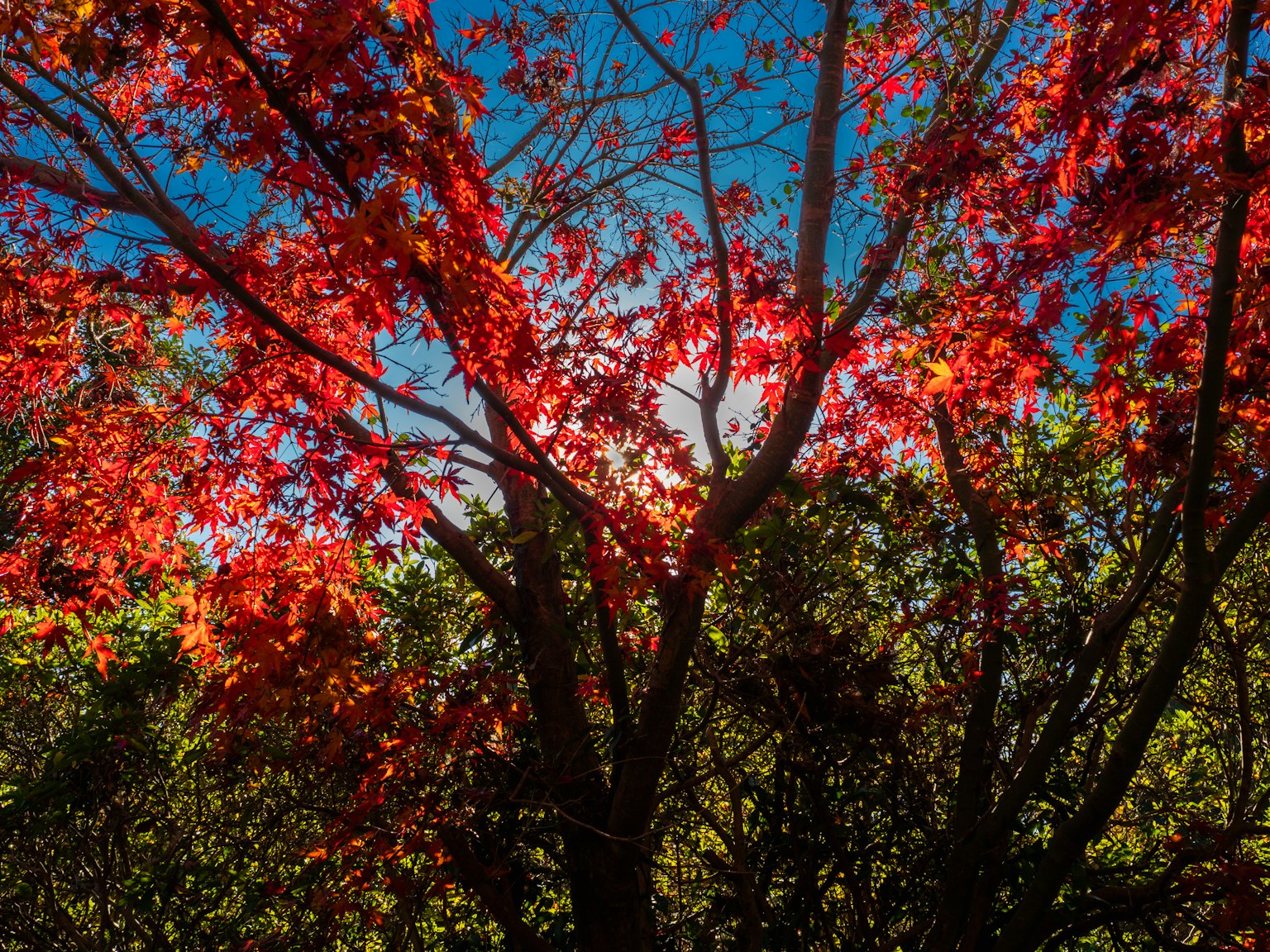 Leuchtend rote Blätter vor einem klaren blauen Himmel im Herbst