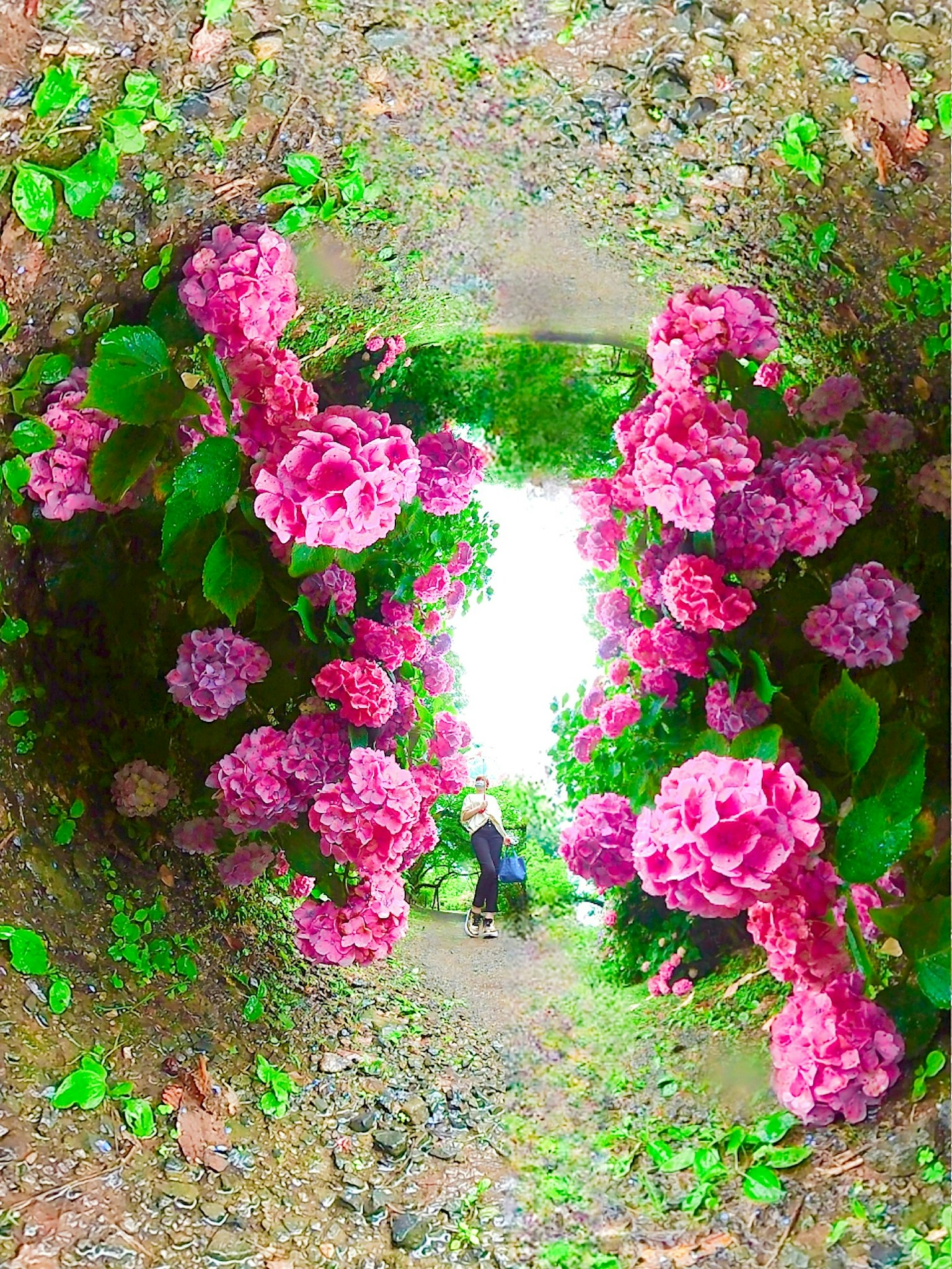Un chemin vibrant encadré de fleurs roses avec de la lumière qui brille au bout