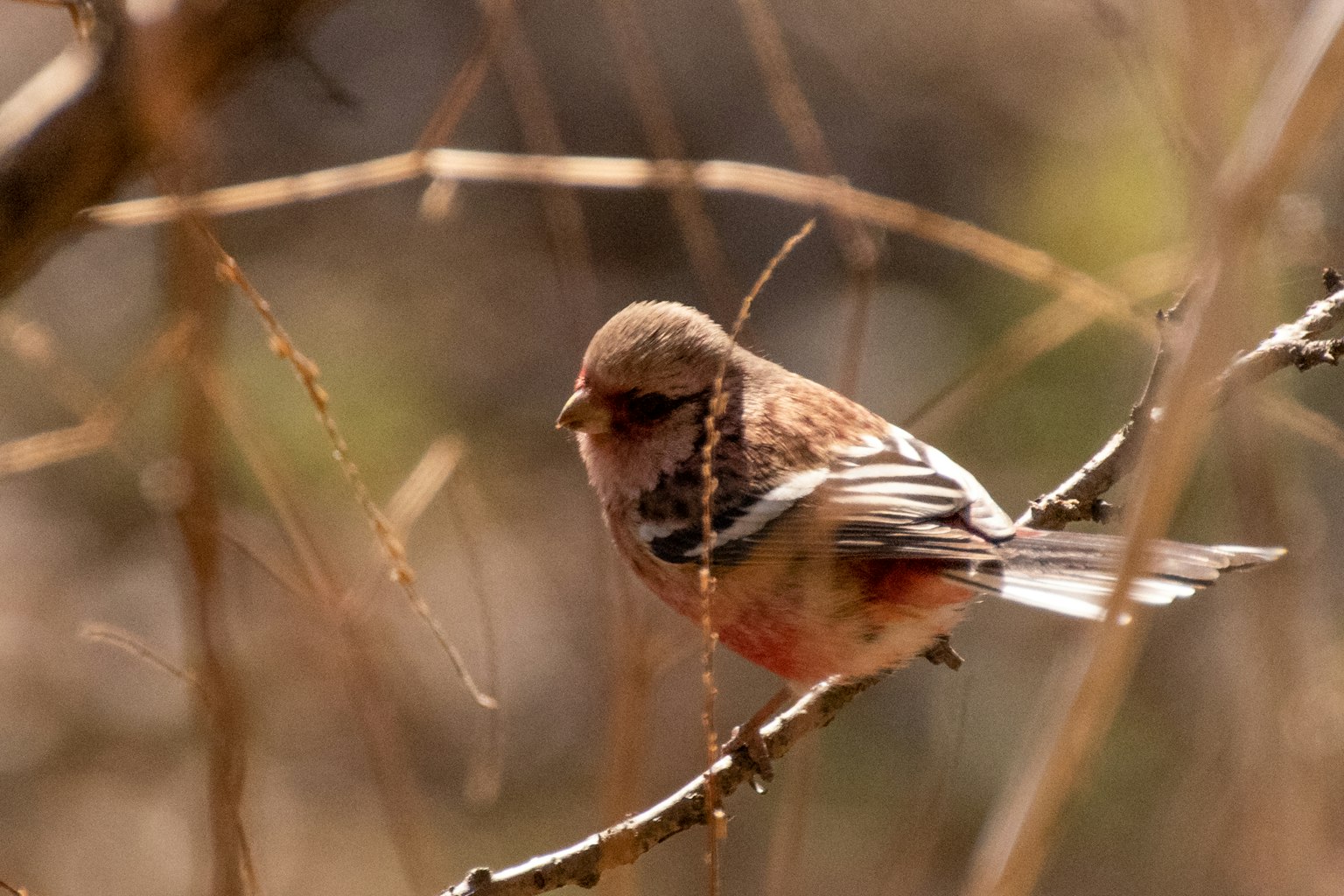 Ein schöner Vogel, der auf einem Zweig sitzt, mit einer Mischung aus roten und braunen Farben