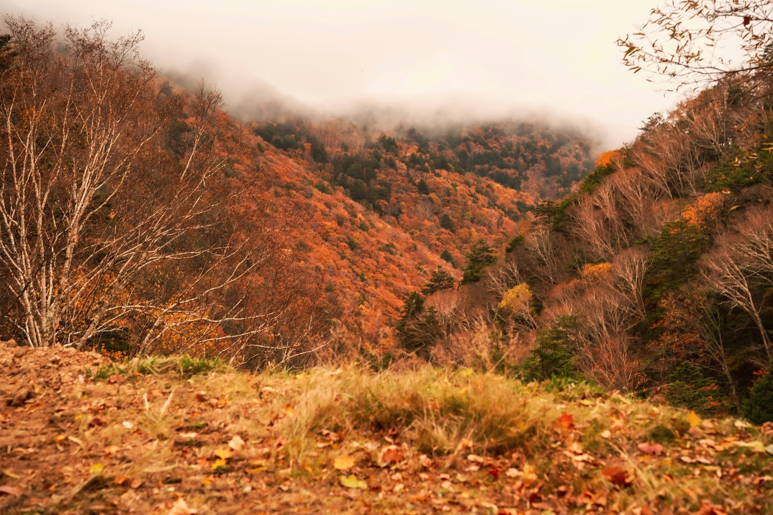 Montañas de otoño envueltas en niebla