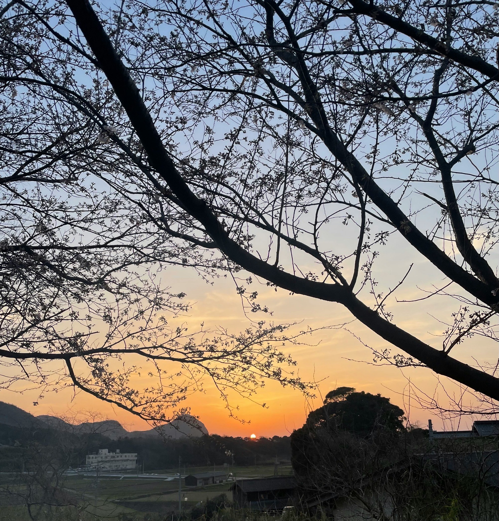 夕焼け空に枝が伸びる山あいの風景