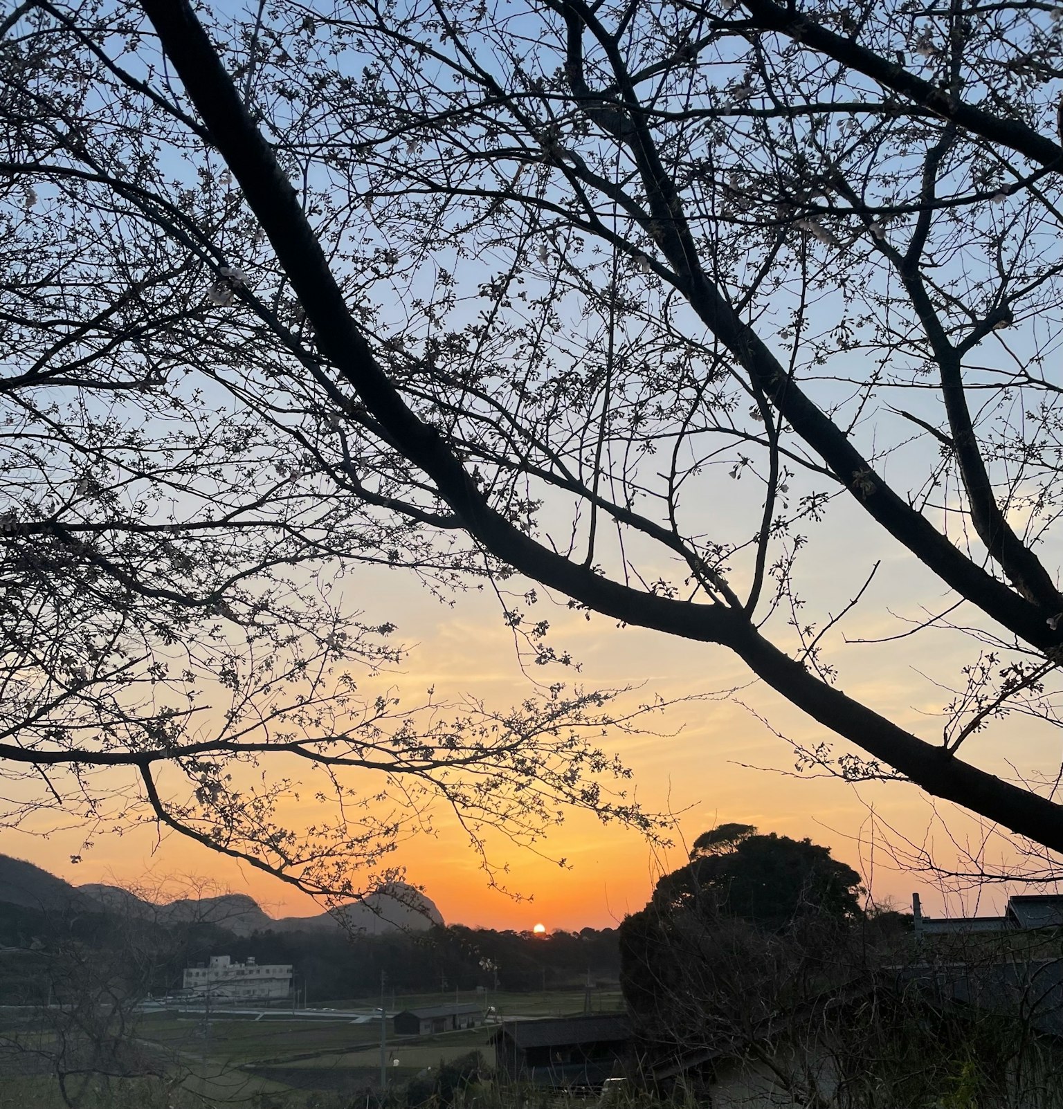 Siluet pohon sakura di latar belakang langit senja