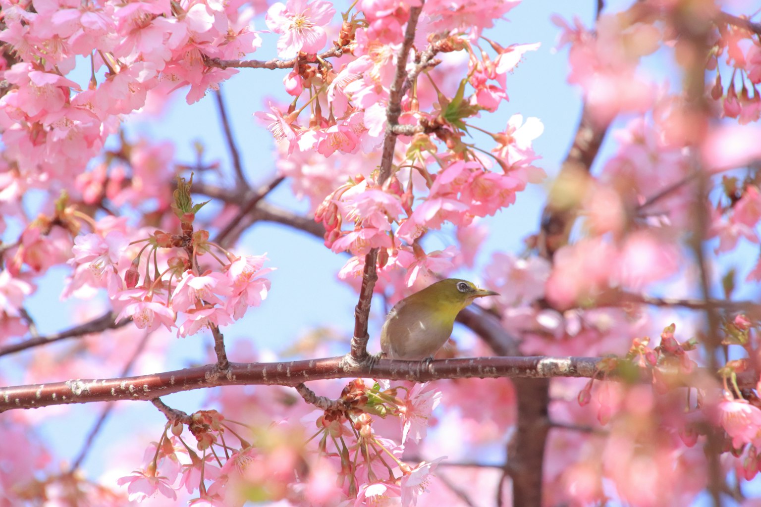 Un petit oiseau perché sur une branche entourée de fleurs de cerisier roses