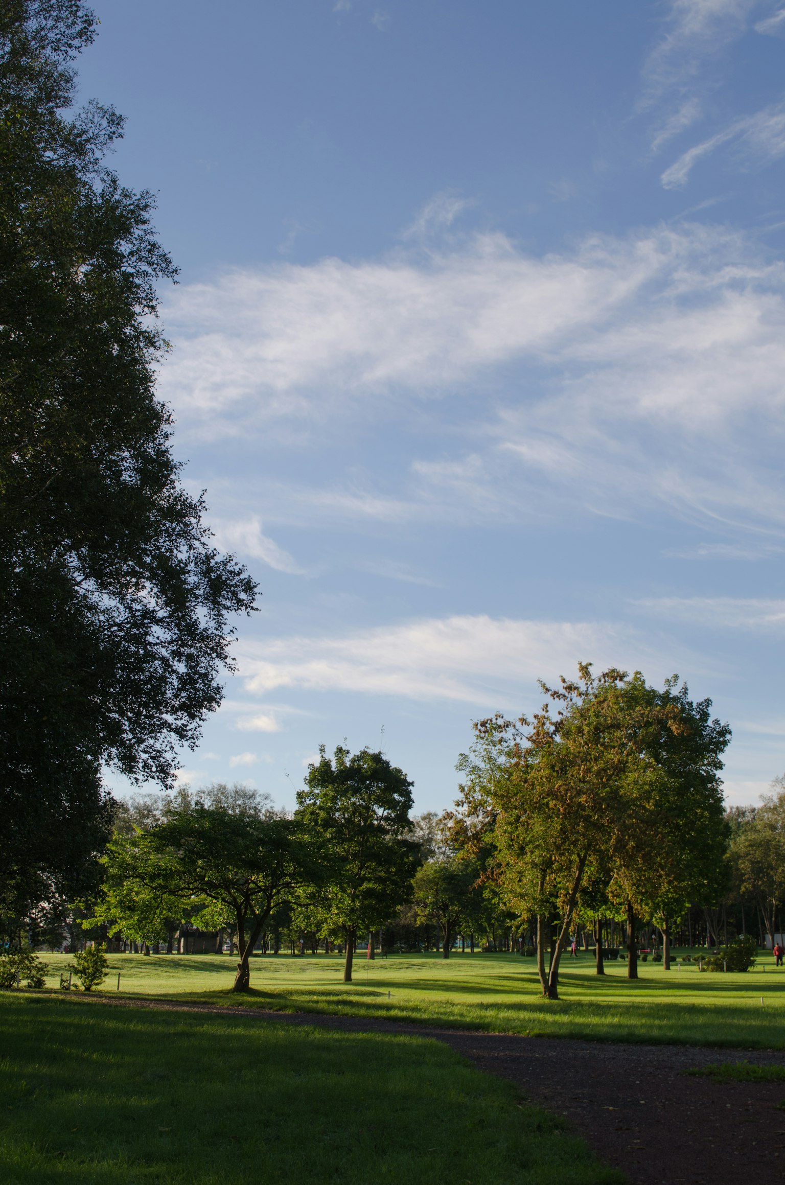 Parklandschaft mit grünen Bäumen unter einem blauen Himmel