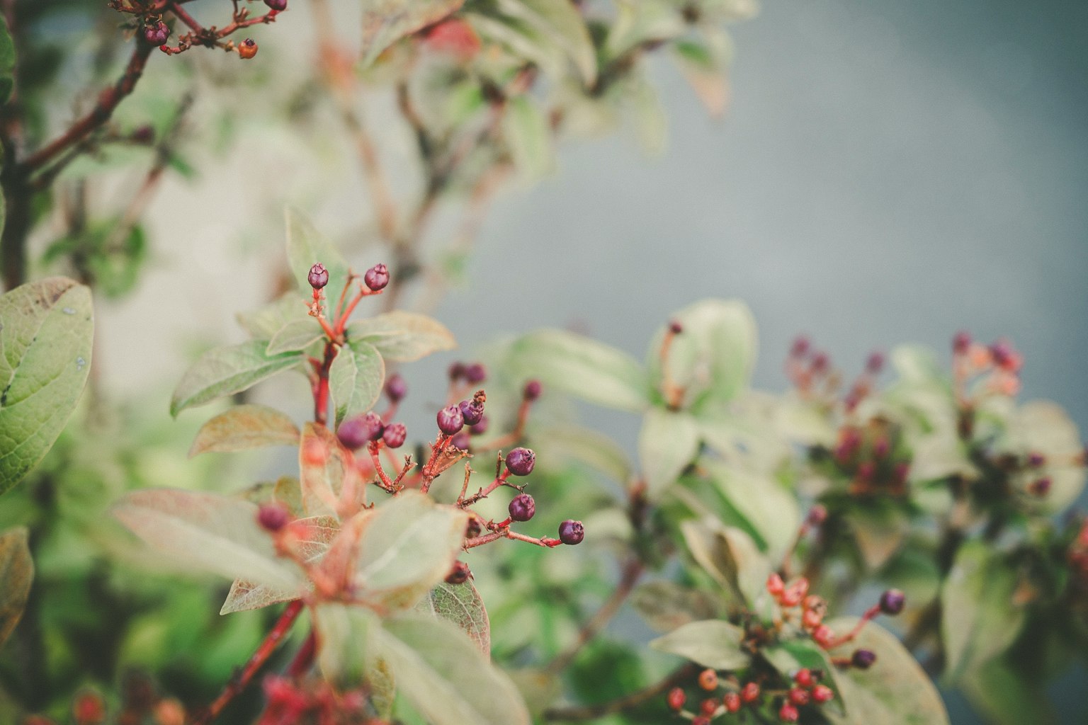 緑の葉と赤い実を持つ植物のクローズアップ写真