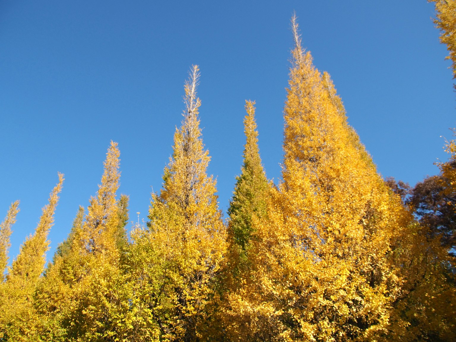 Paisaje de árboles dorados bajo un cielo azul claro