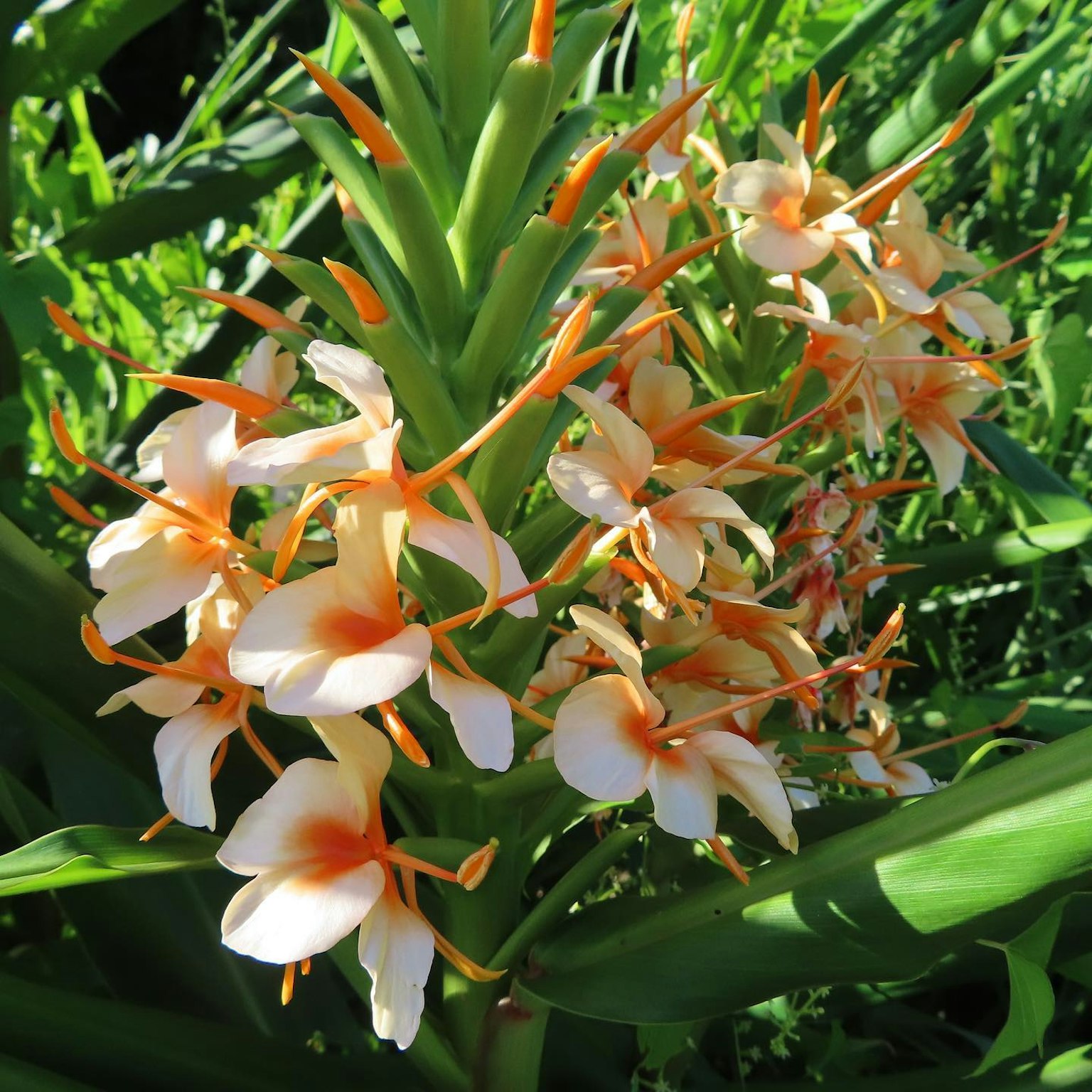 Pflanze umgeben von grünen Blättern mit weißen Blüten und orangefarbenen Akzenten