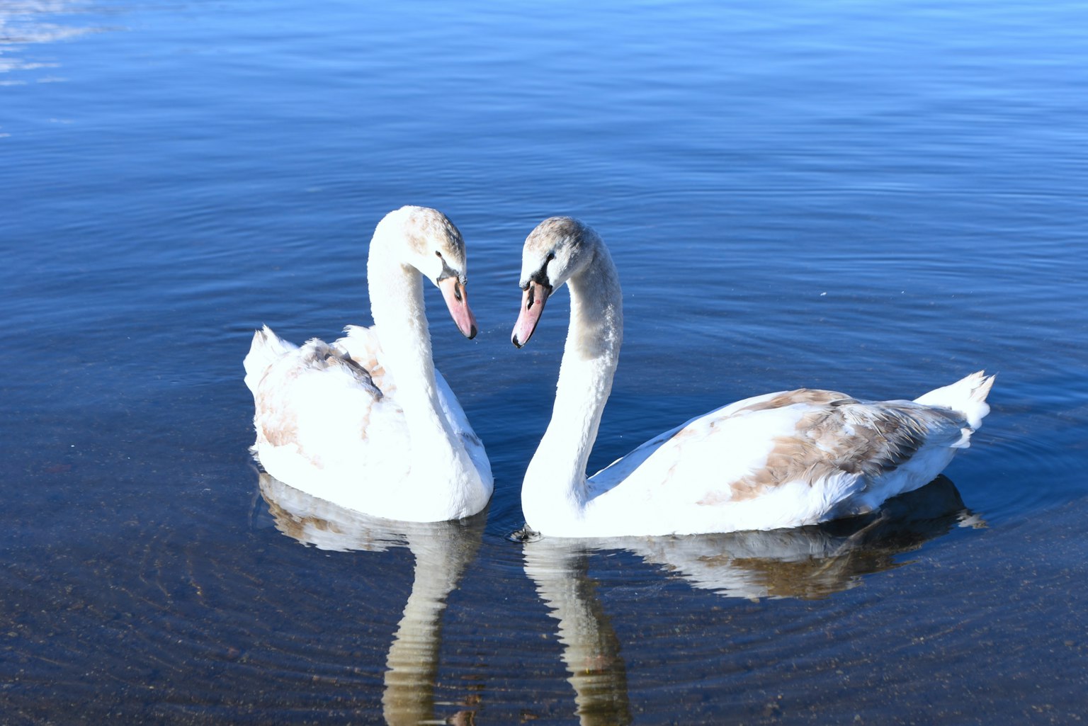 Zwei Schwäne, die sich im Wasser gegenüberstehen