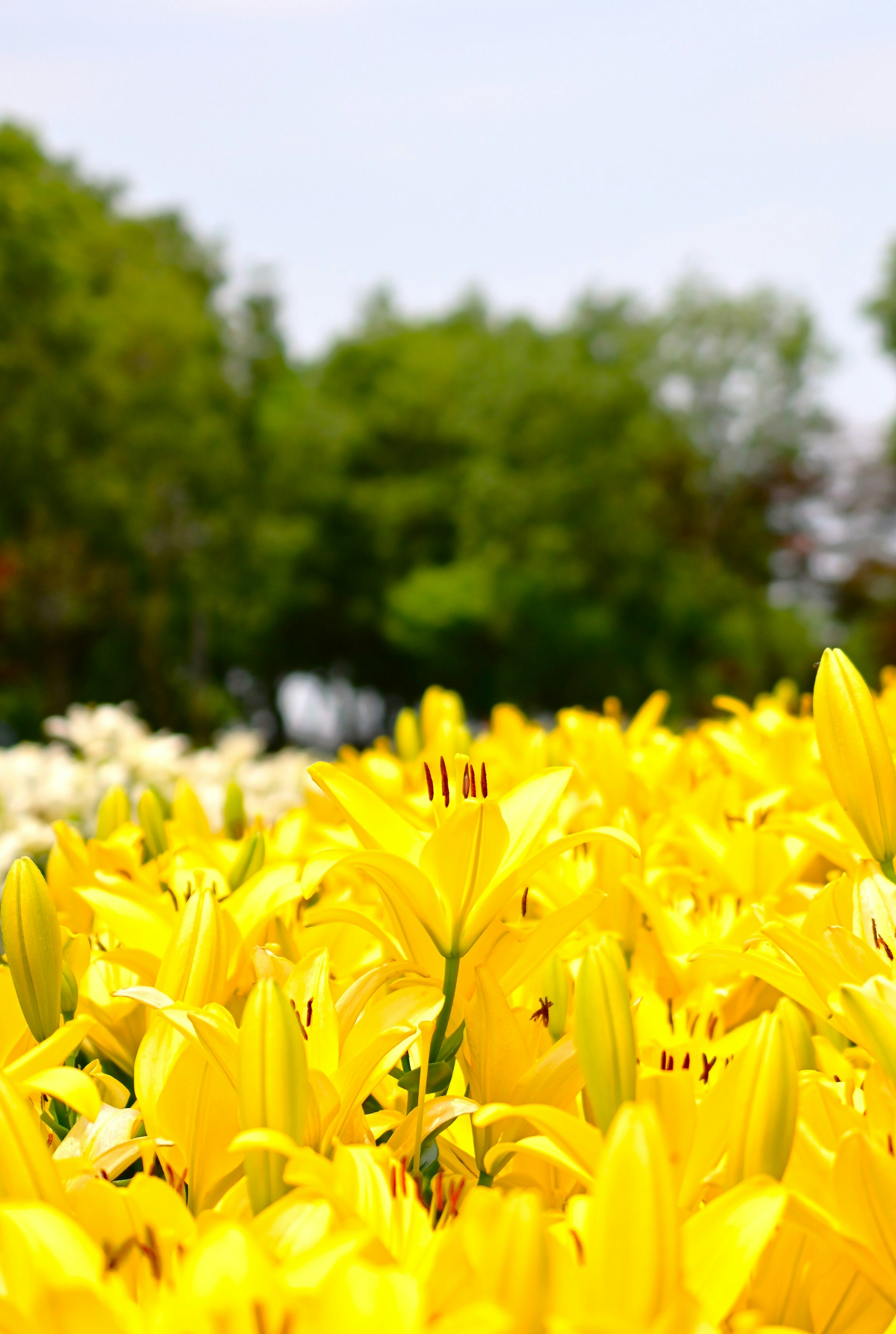 黄色いユリの花畑のクローズアップ