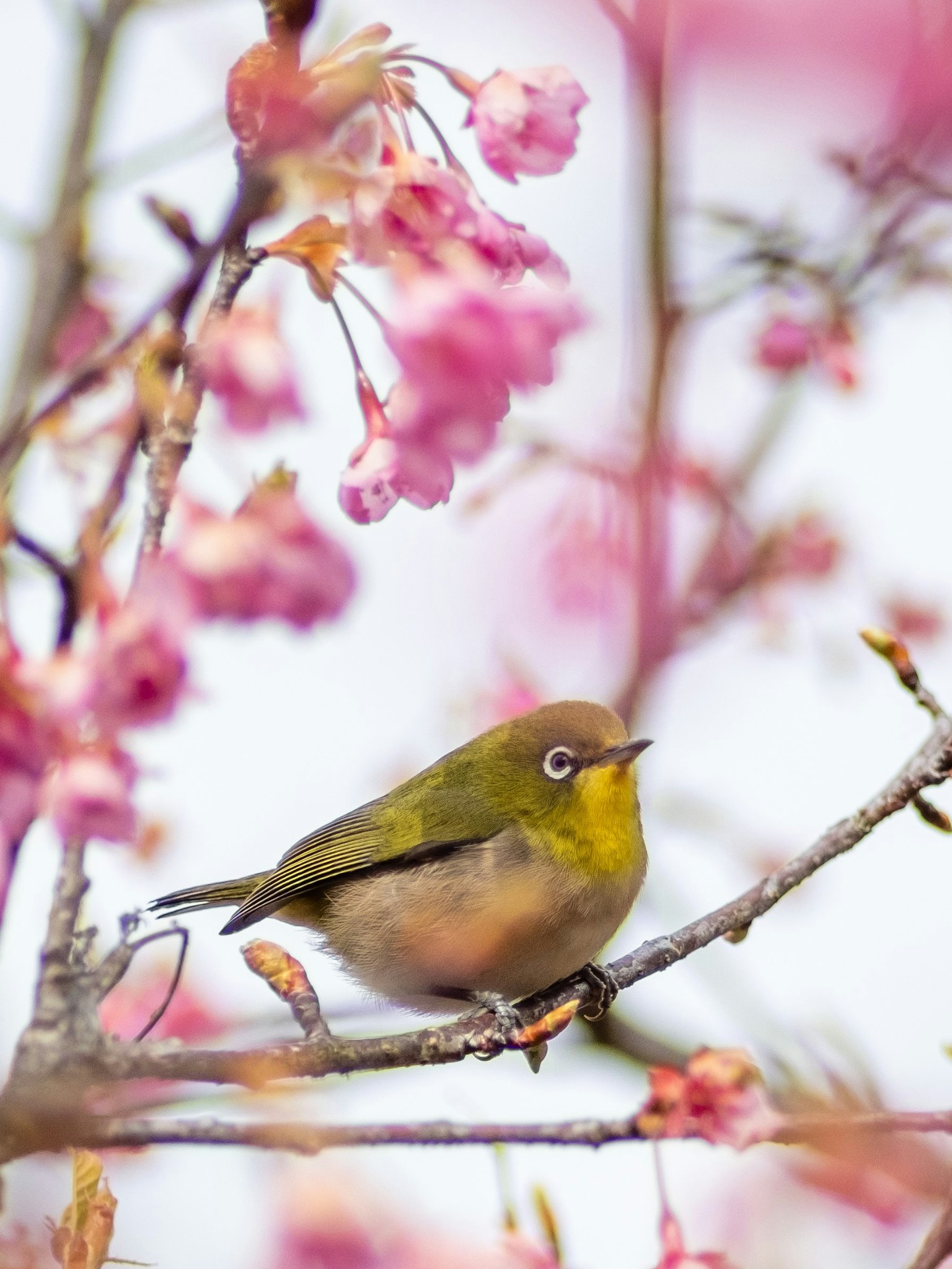 Petit oiseau vert perché parmi des fleurs de cerisier roses