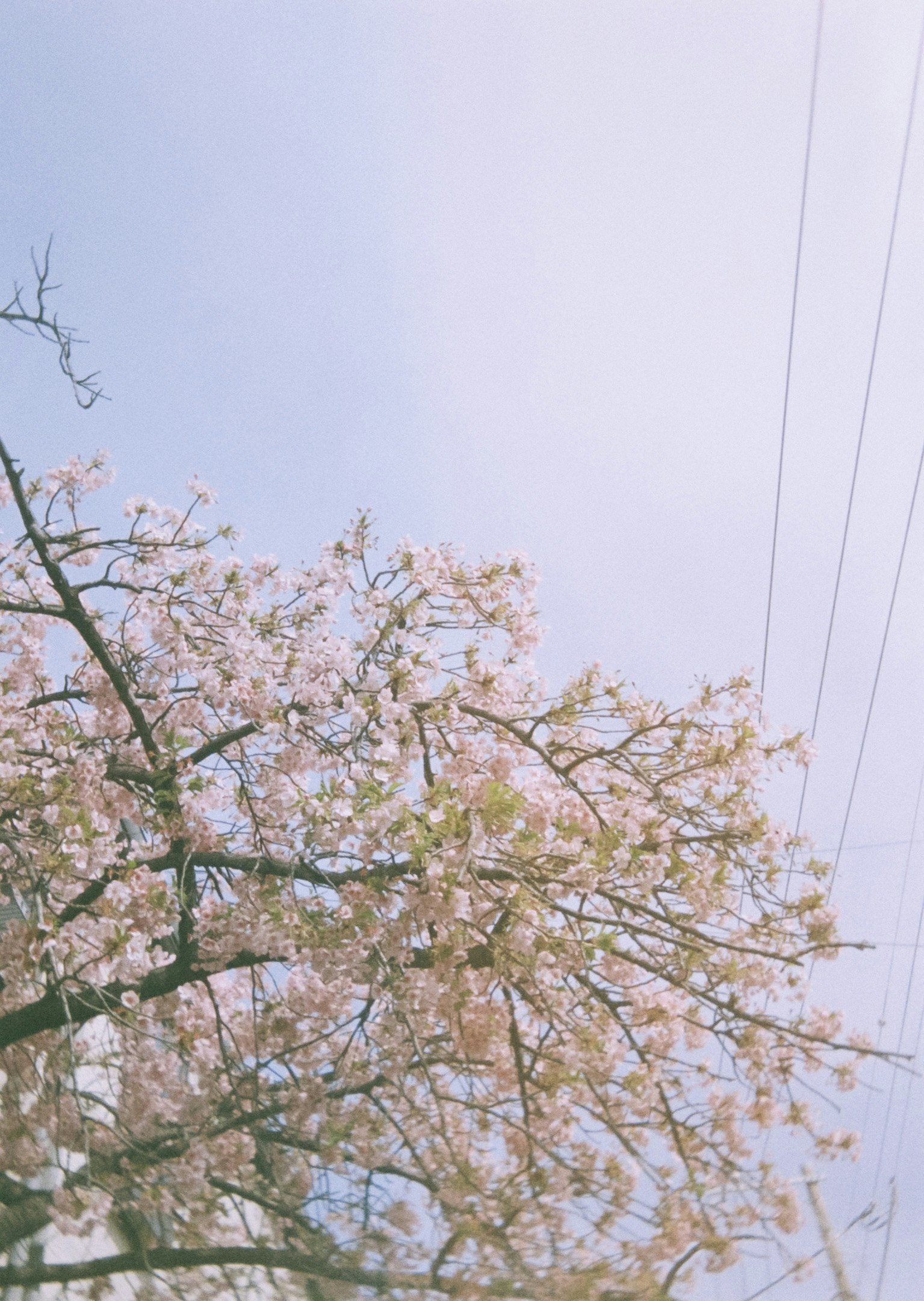 薄い曇天の空に伸びる桜の枝